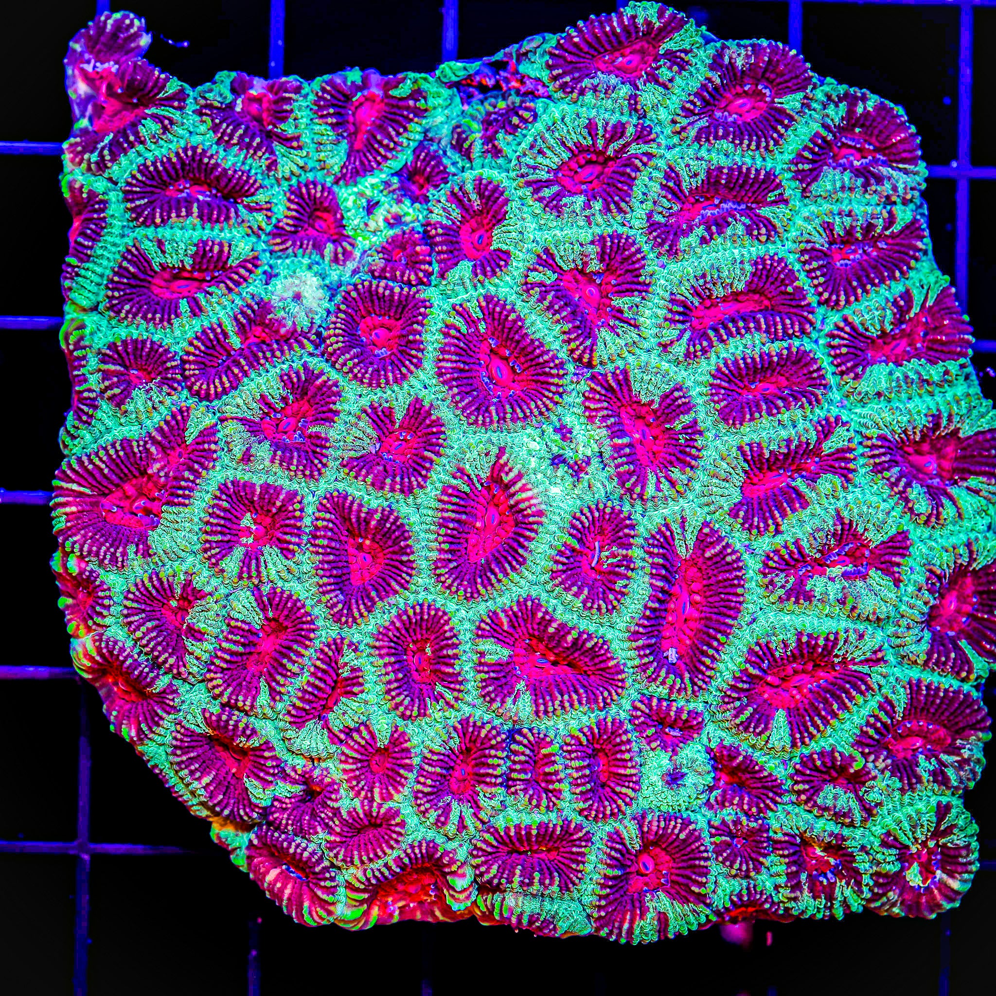 CHRISTMAS FAVIA COLONY