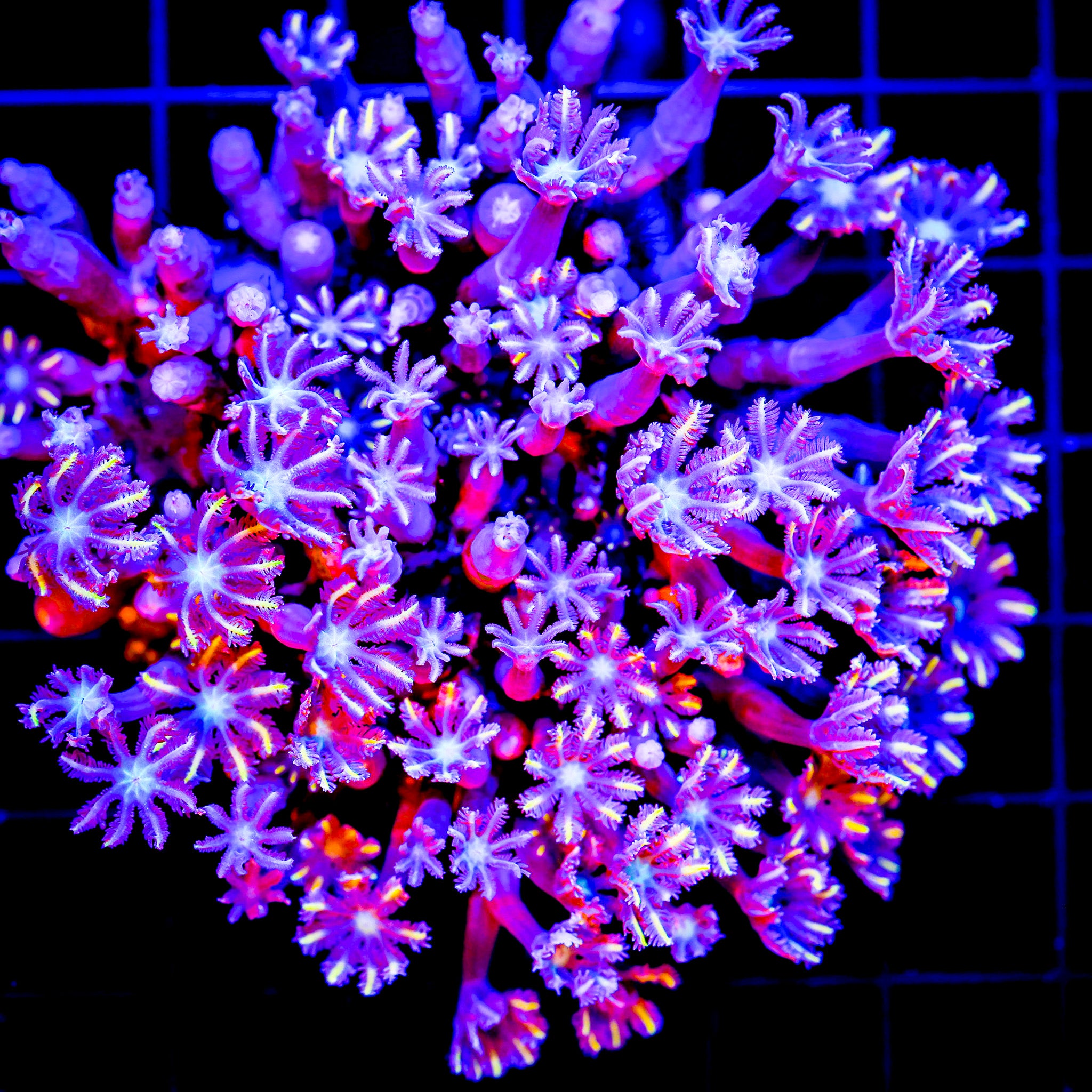 FLAME TIPPED CLOVE POLYPS COLONY