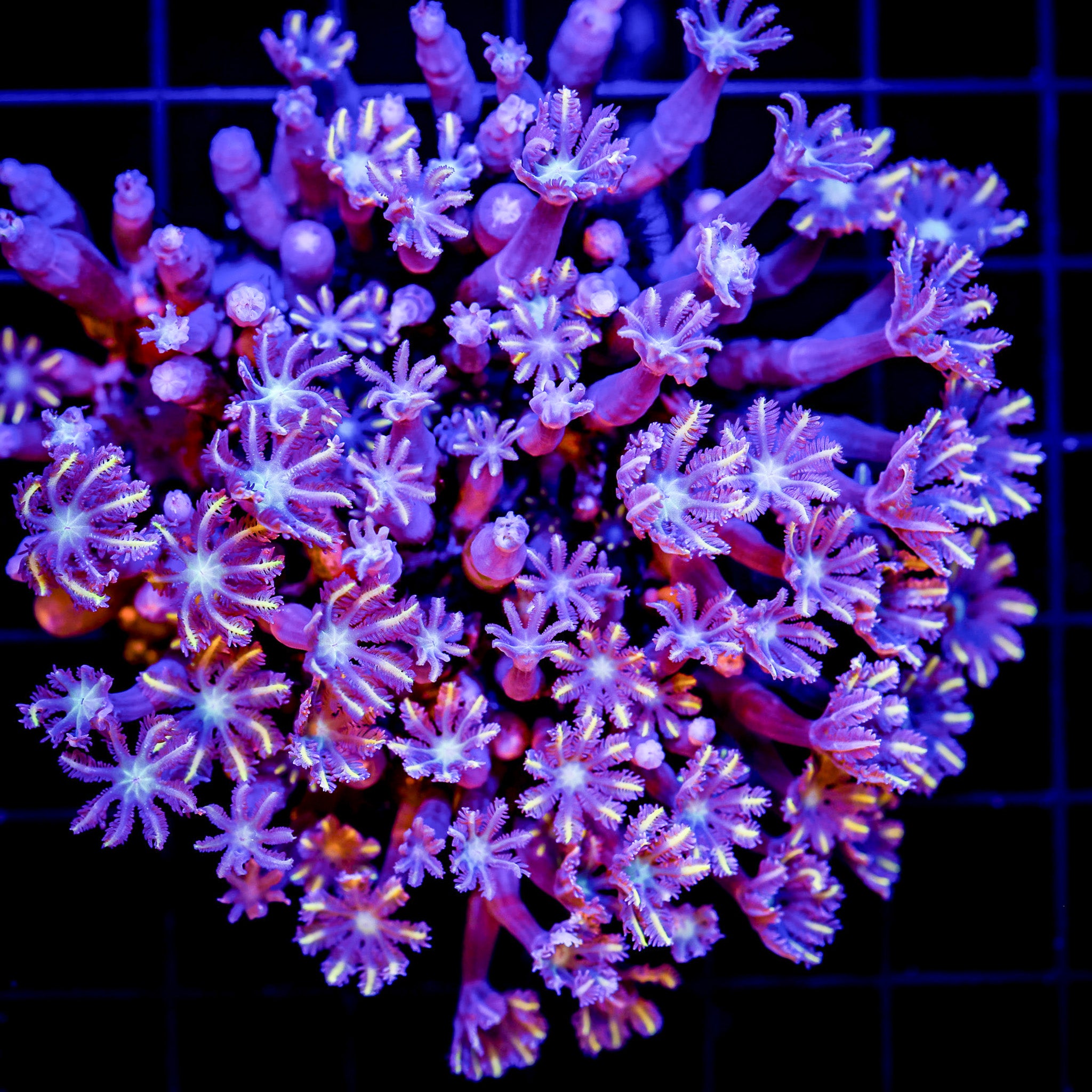FLAME TIPPED CLOVE POLYPS COLONY