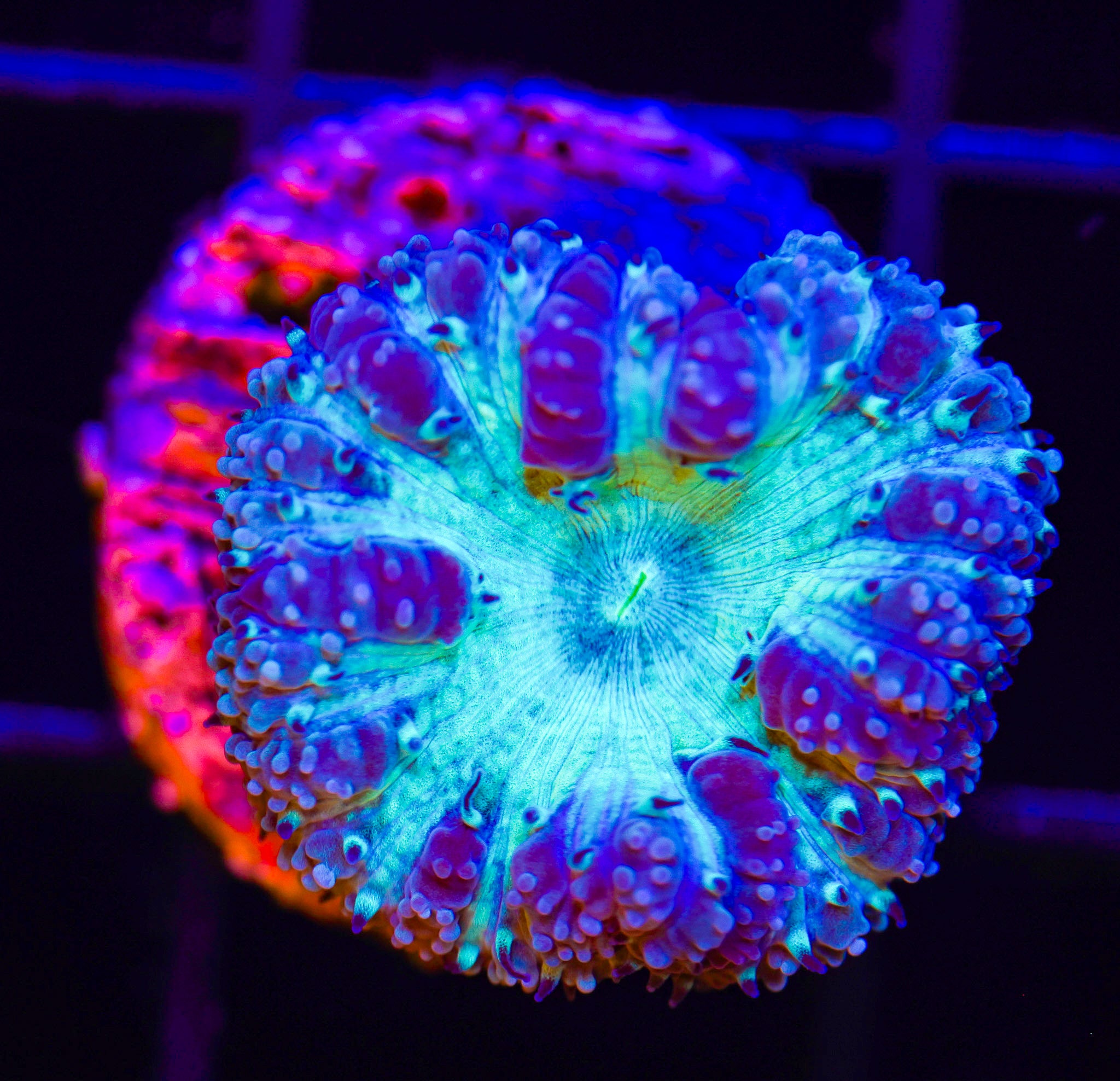 BLUE MOON BLASTOMUSSA