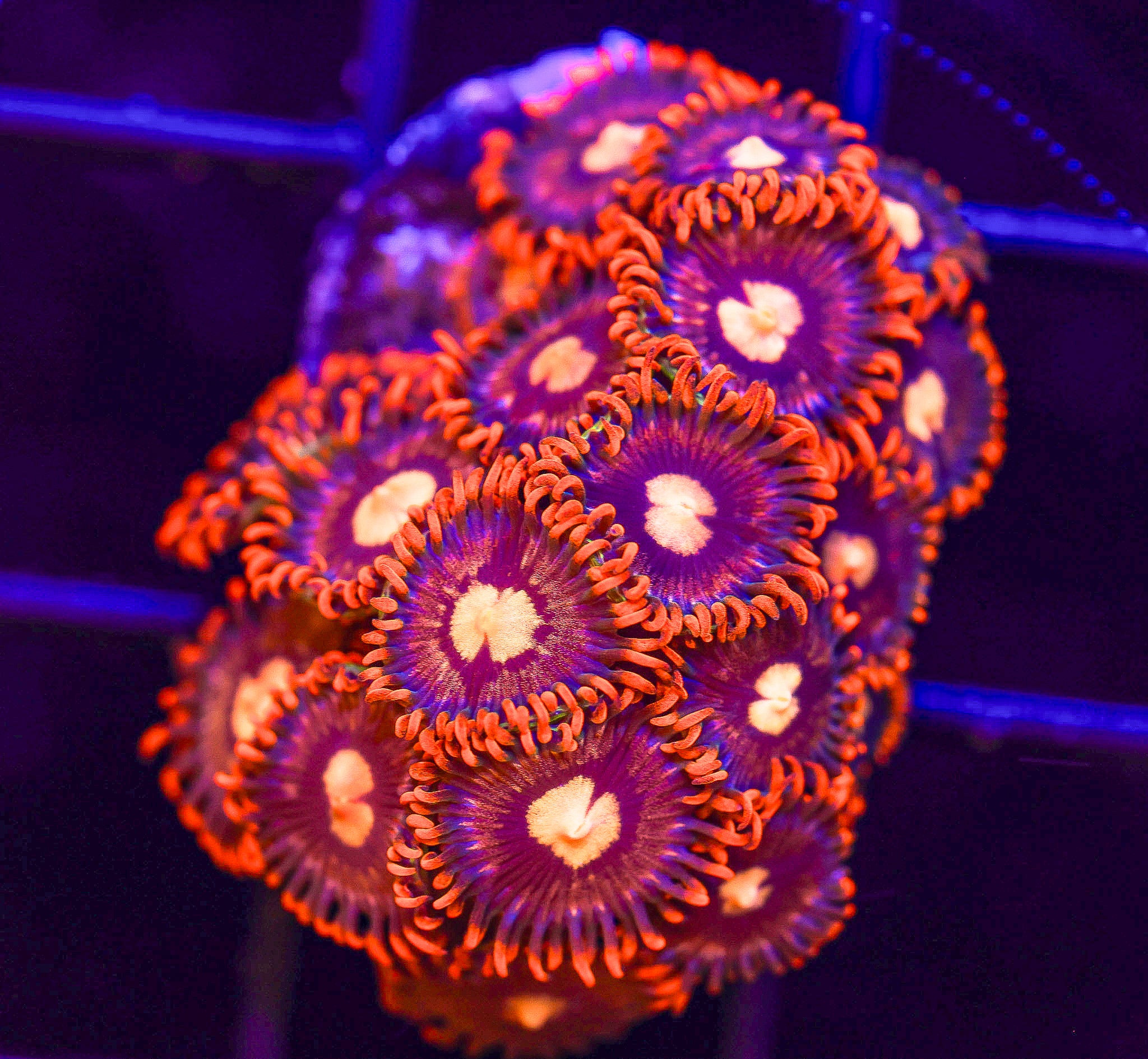 TANGERINE ZOA MINI COLONY