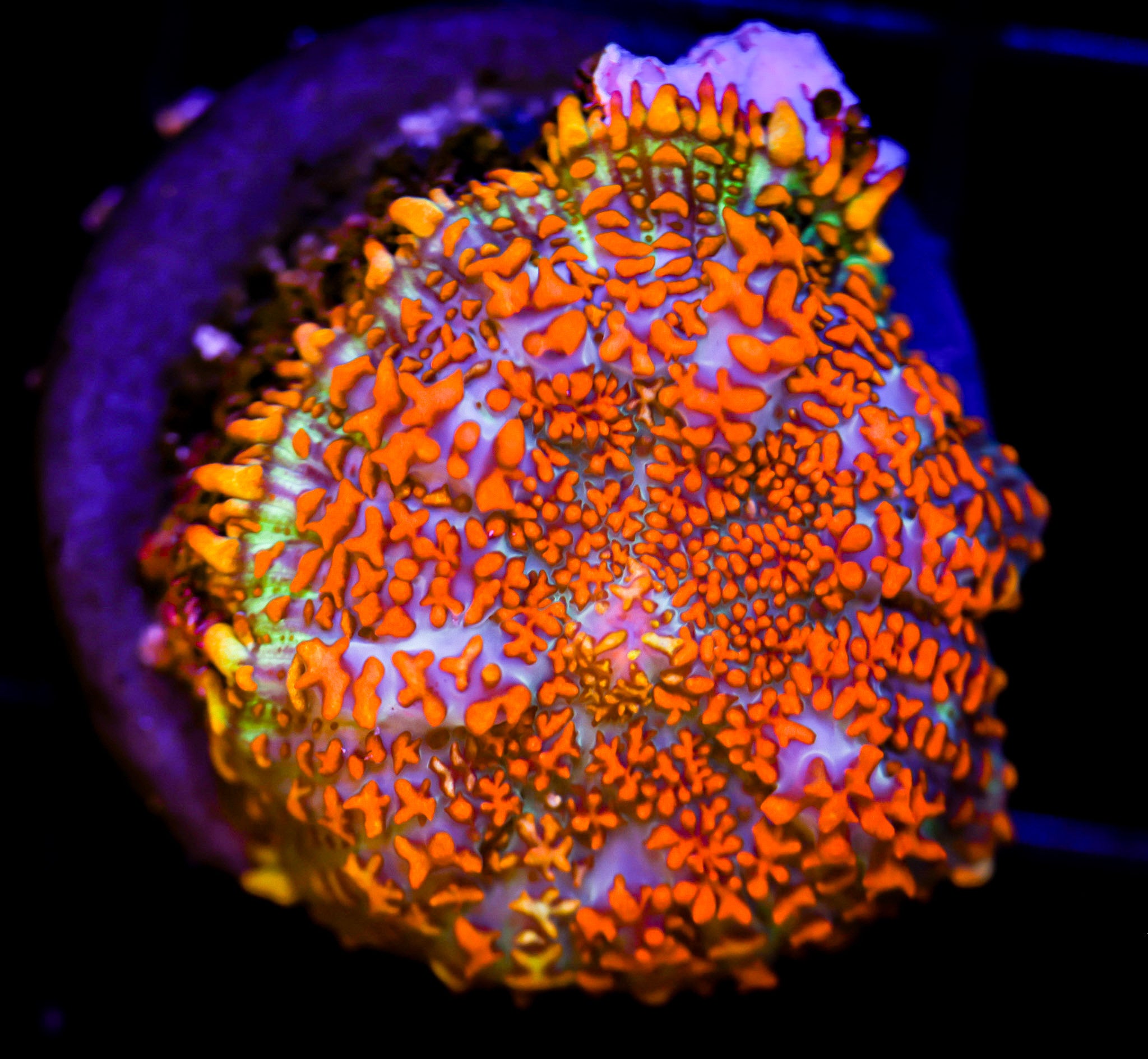 SOLAR FLARE RHODACTIS MUSHROOM