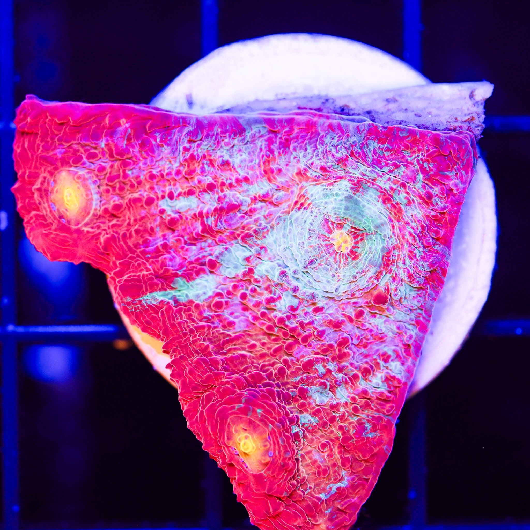 SOLAR FLARE CHALICE