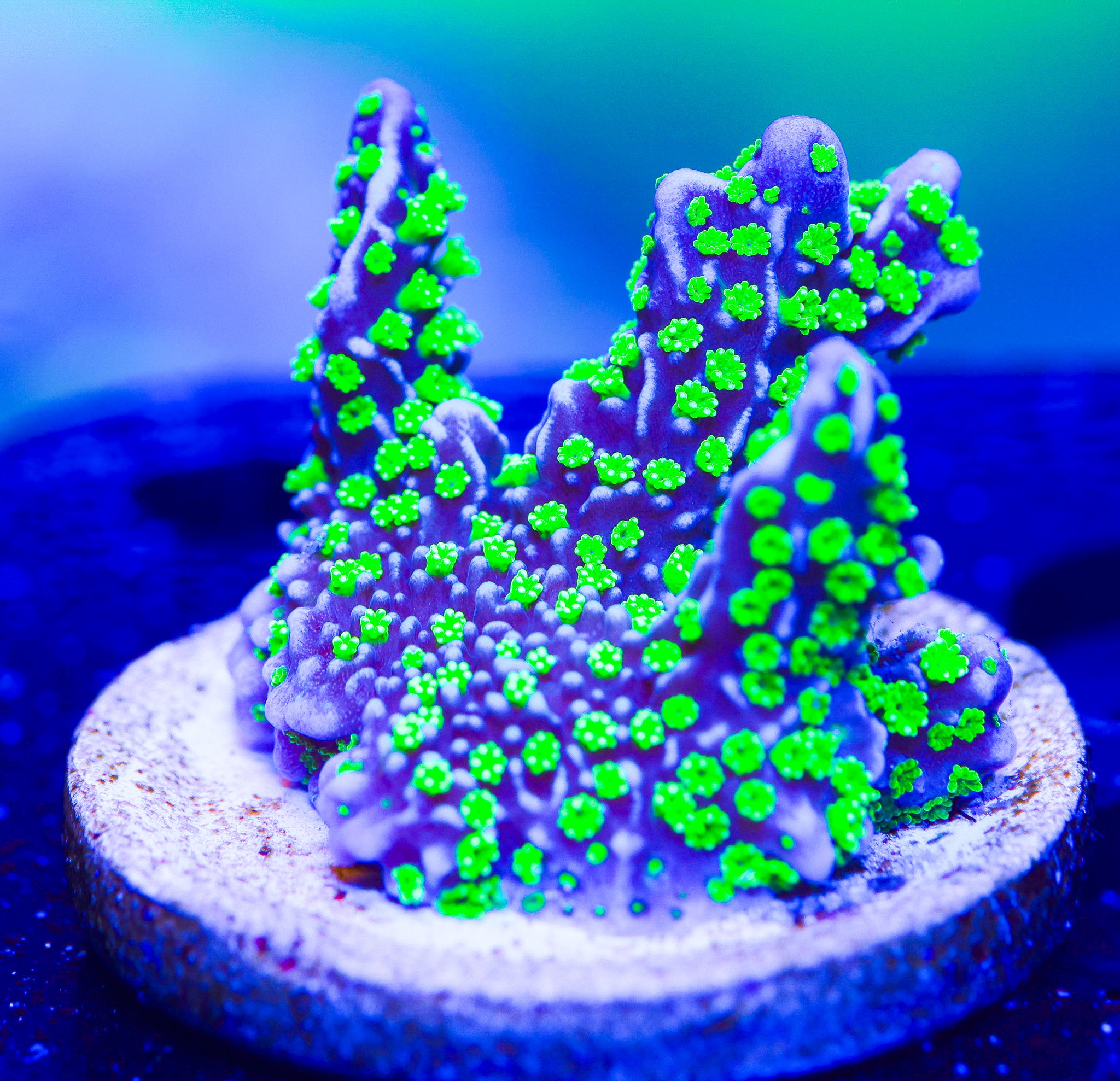TUBBS STELLATA MONTIPORA