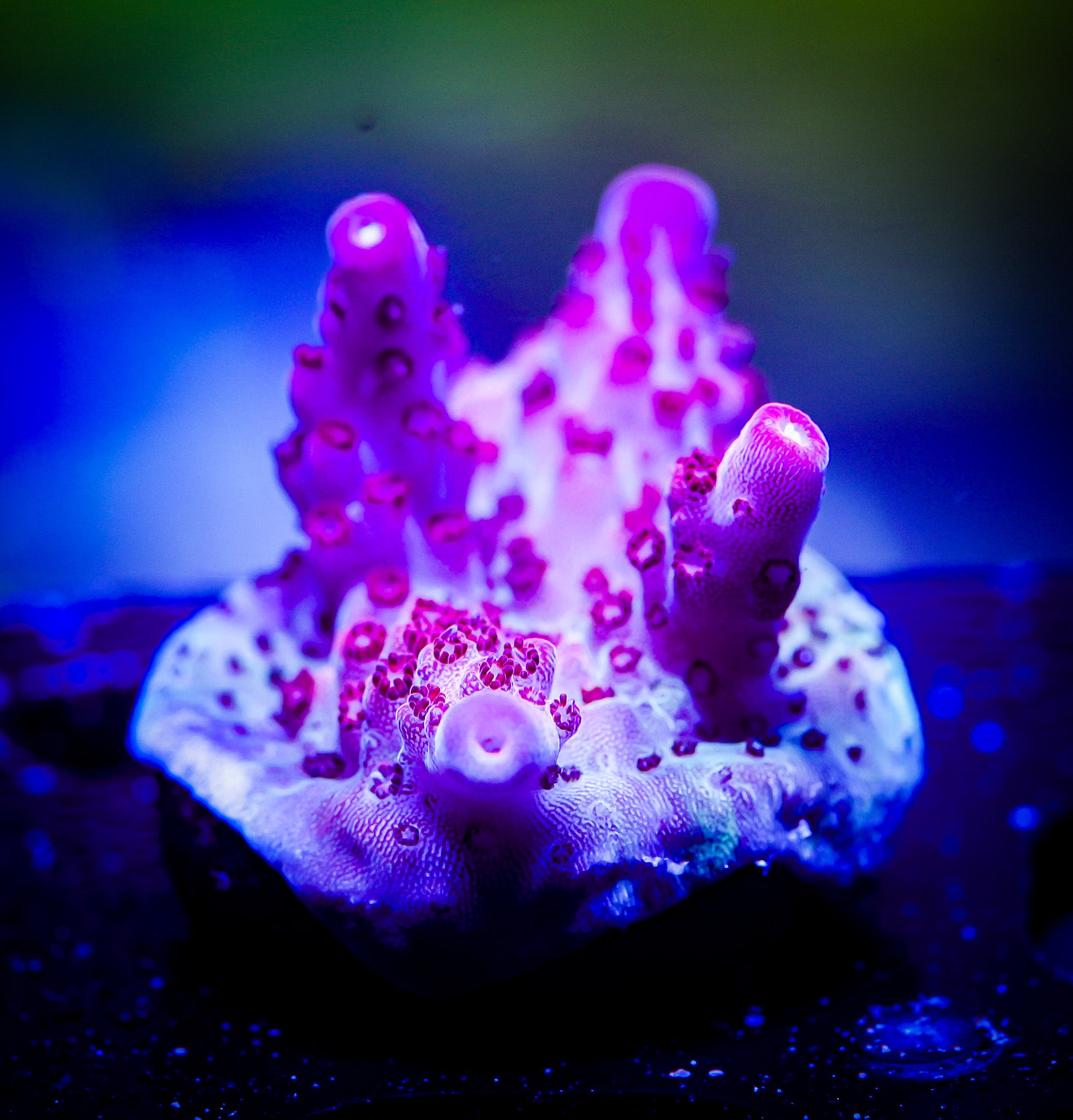 OPTIMUS PRIME ACROPORA