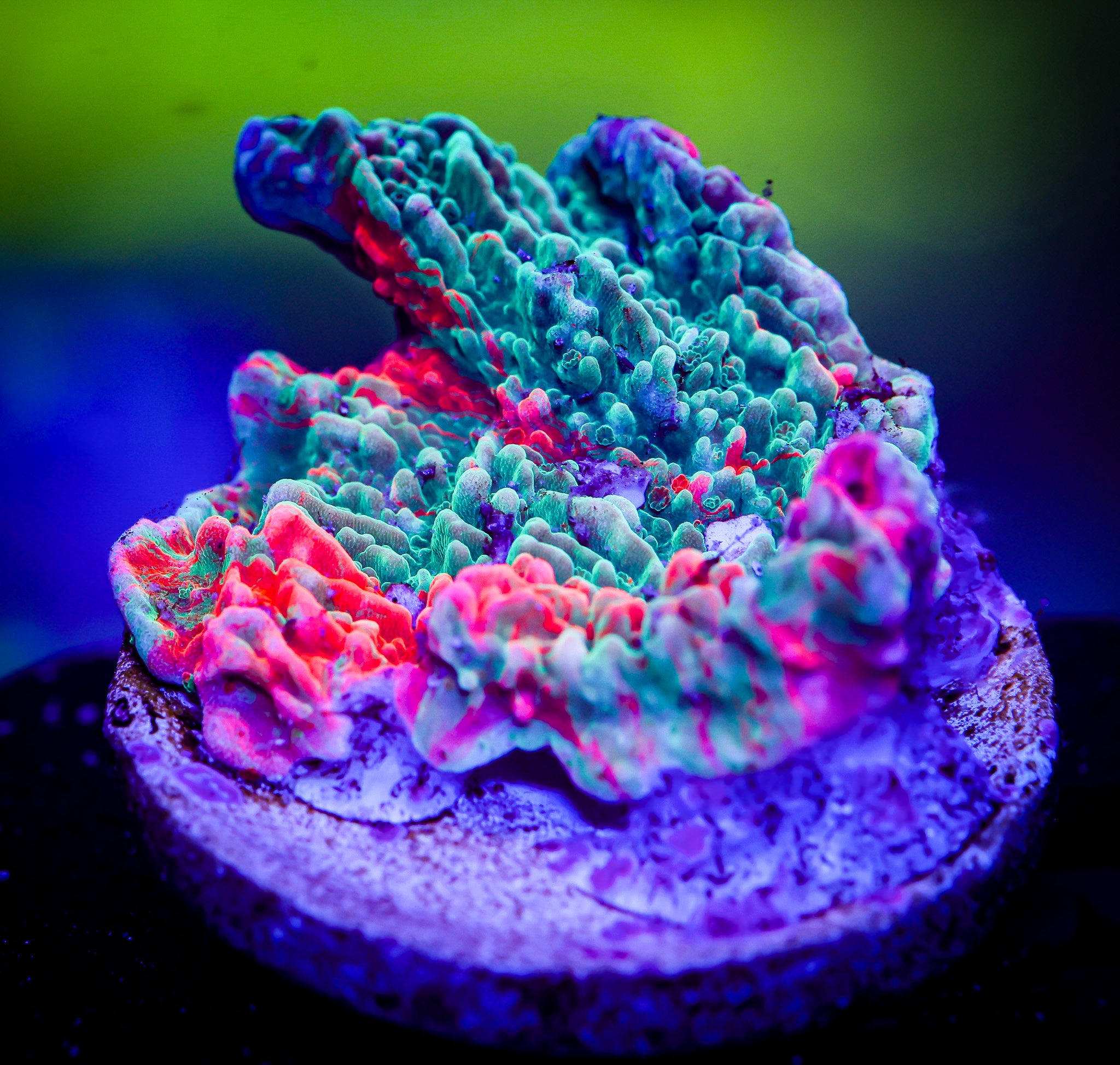 WWC GRAFTED MONTIPORA