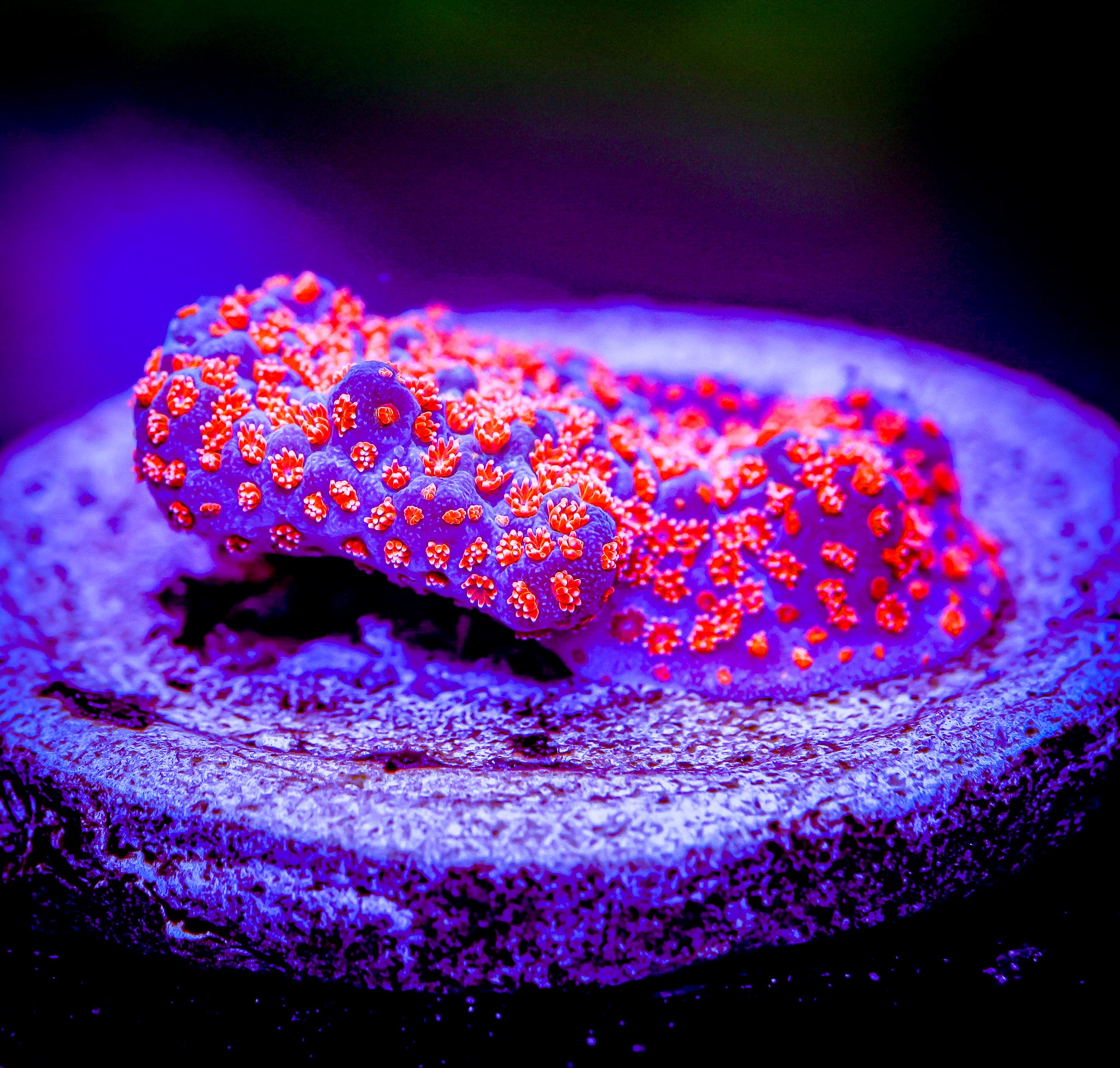 JF DIZZY SPELL MONTIPORA