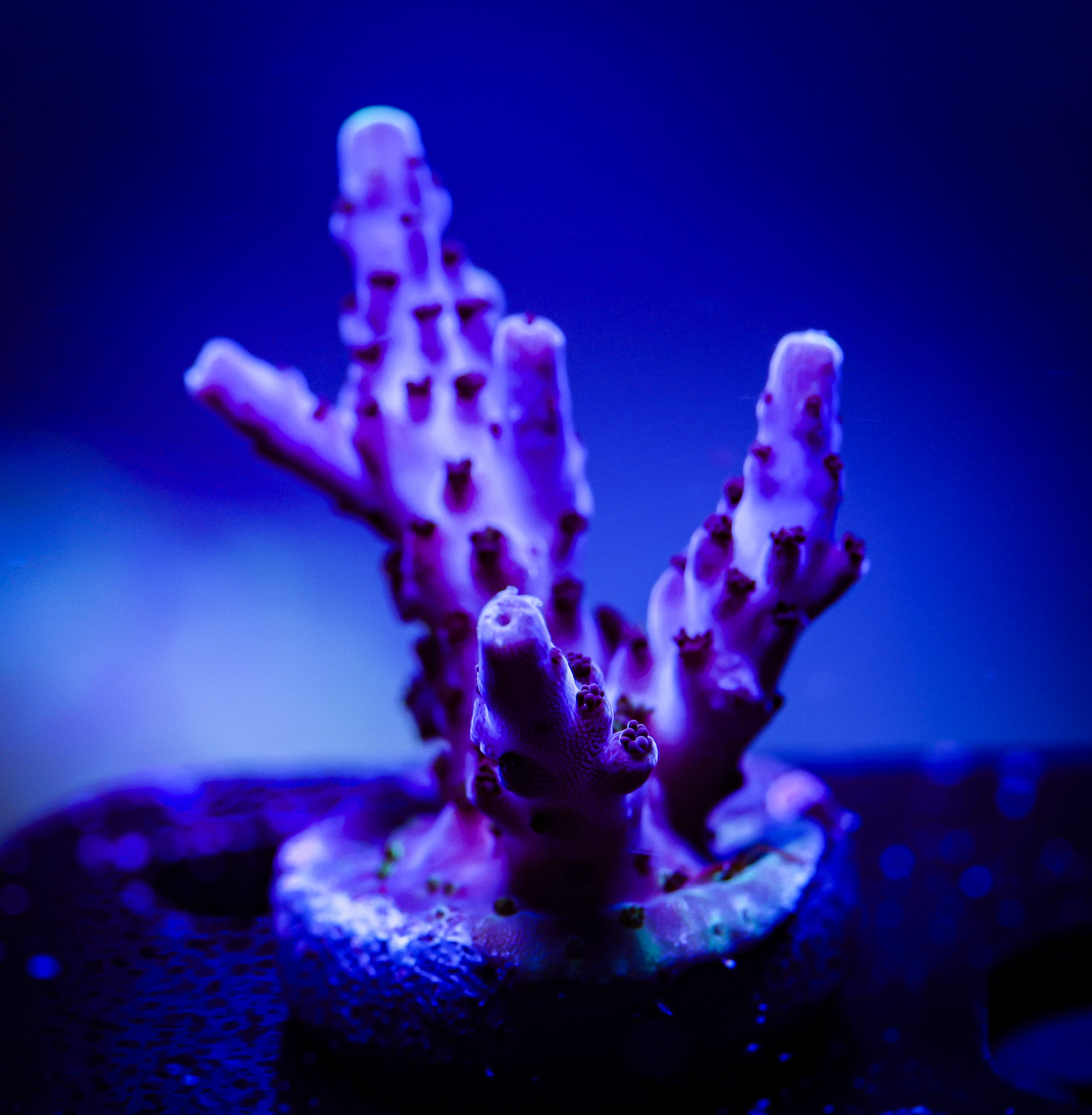 PURPLE AND YELLOW TIPPED ACRO