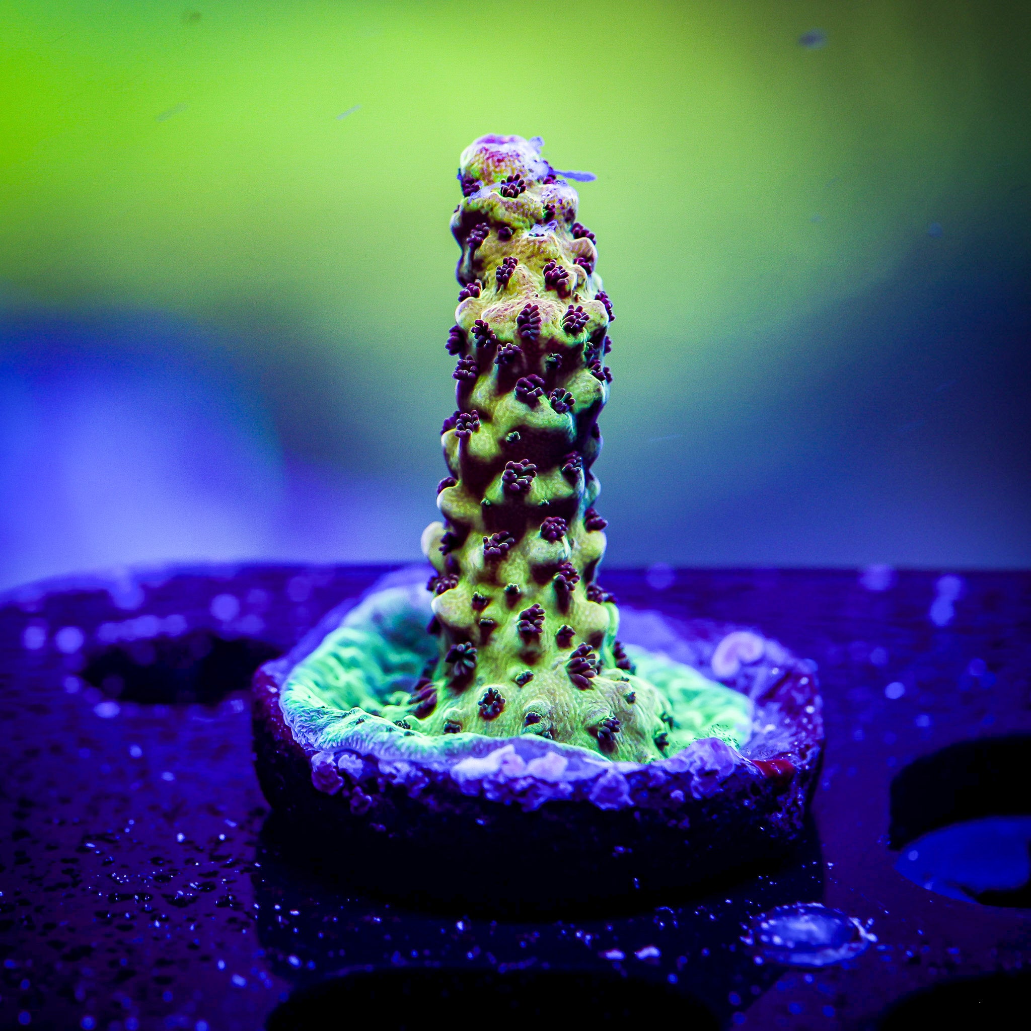 PC RAINBOW ACRO