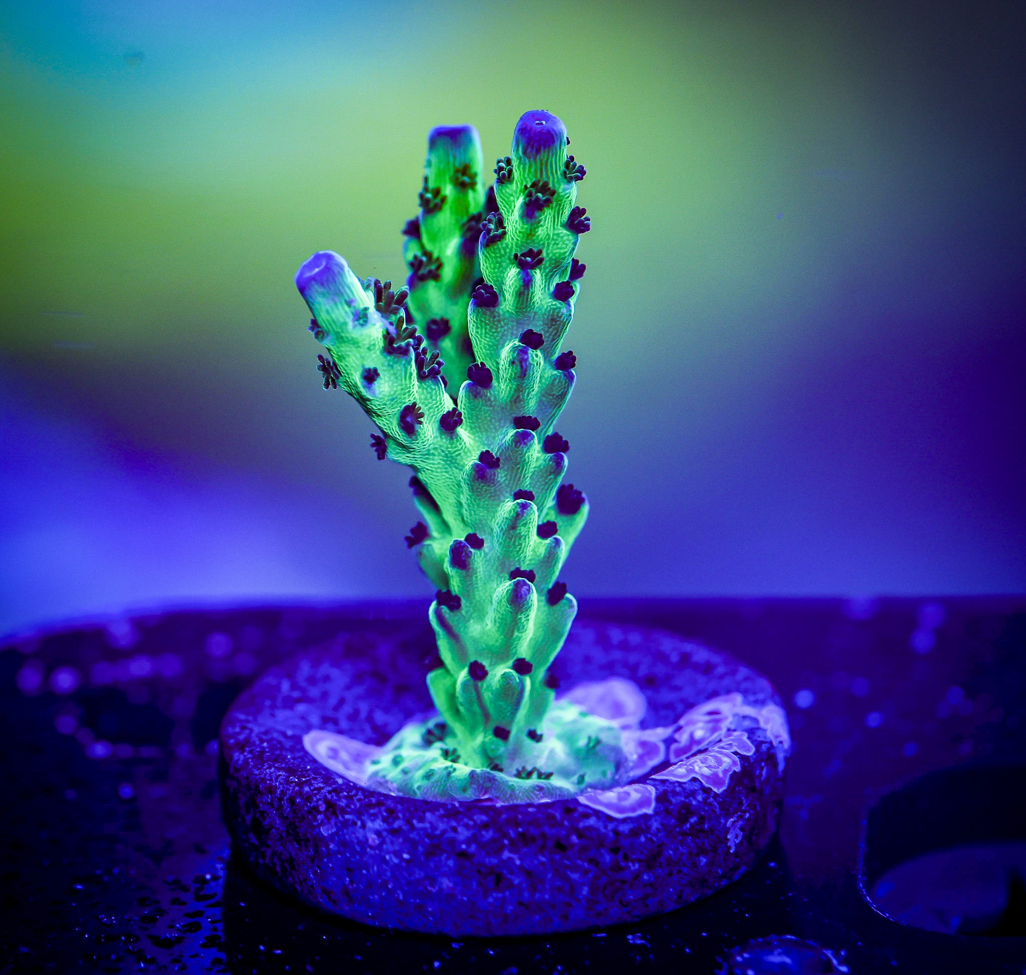 JF LEMONGRASS ACRO