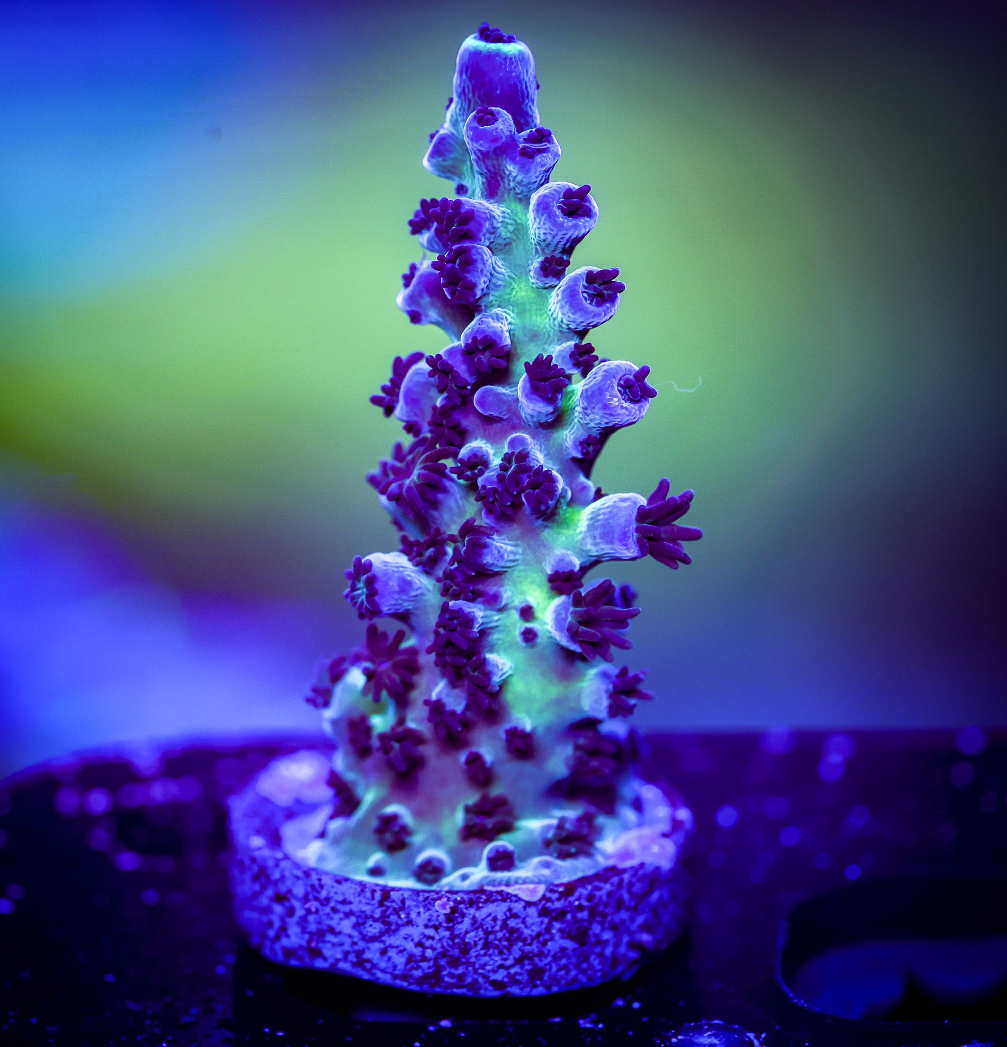 PURPLE PLANET ACRO