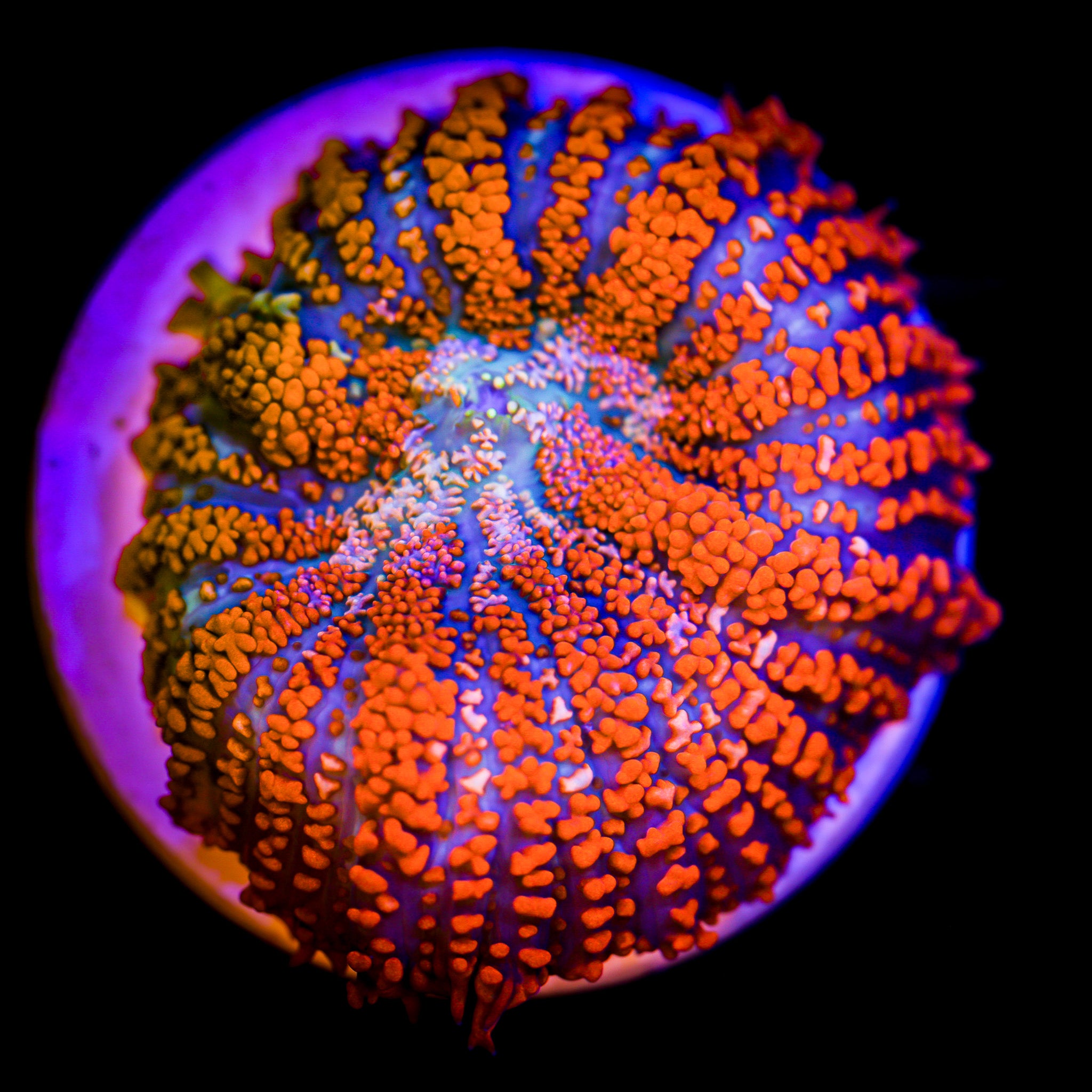 HIPSY GYPSY BULLSEYE MUSHROOM
