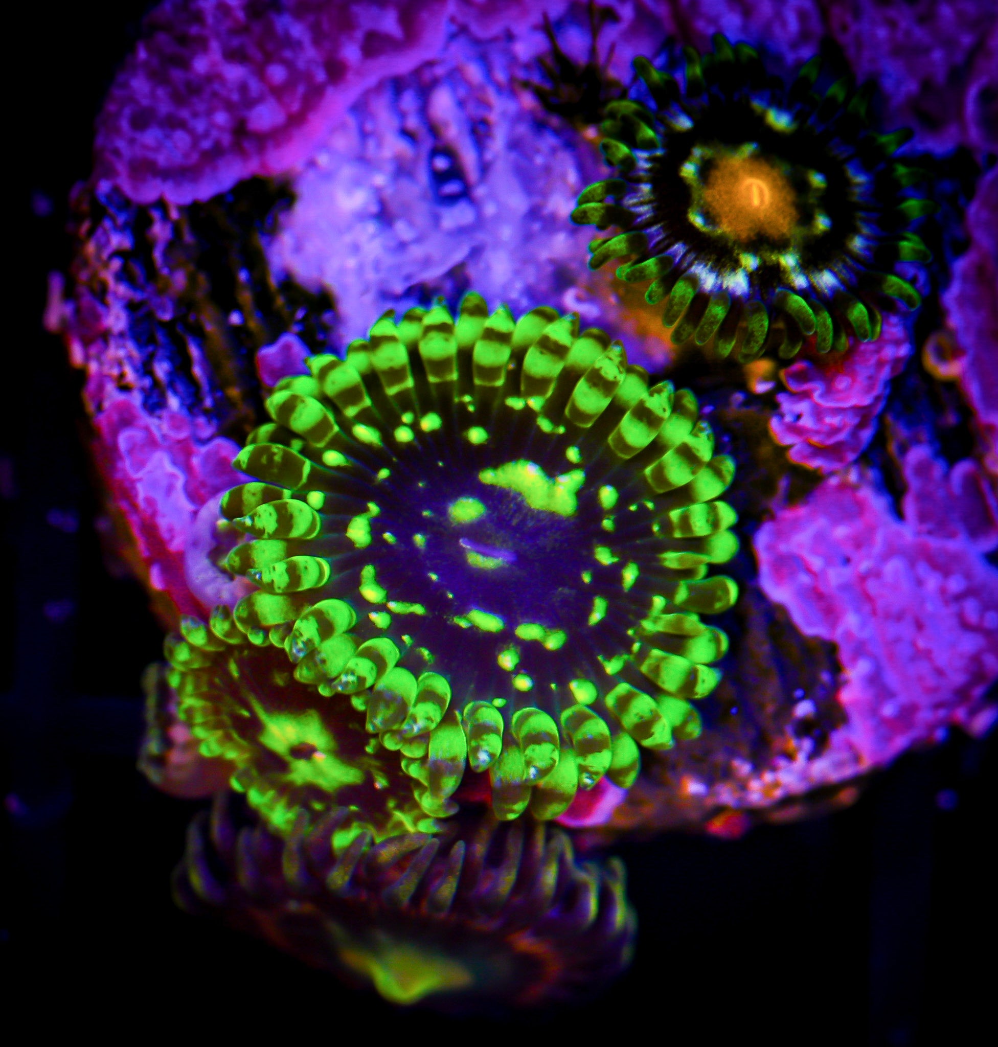 EXOSPHERE DAISY CUTTER LASER LEMON ZOA COMBO