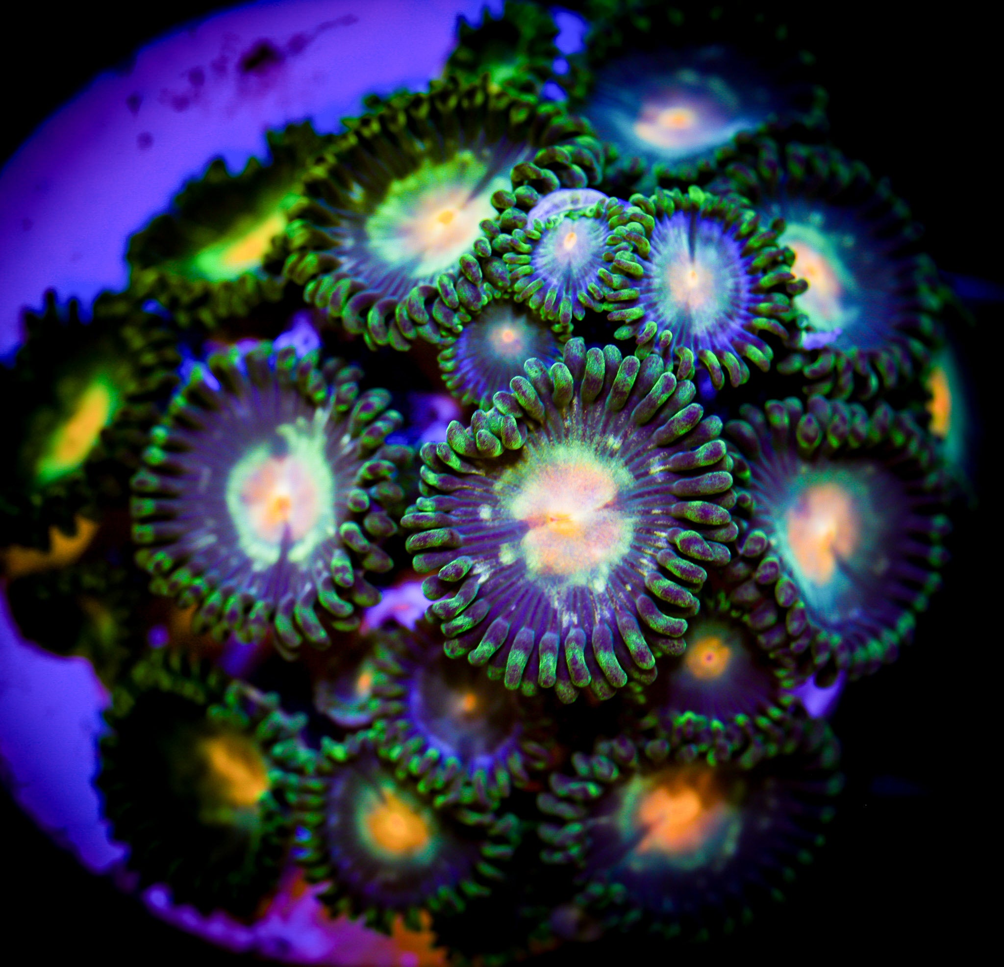 BIRDS OF PREY ZOA COLONY