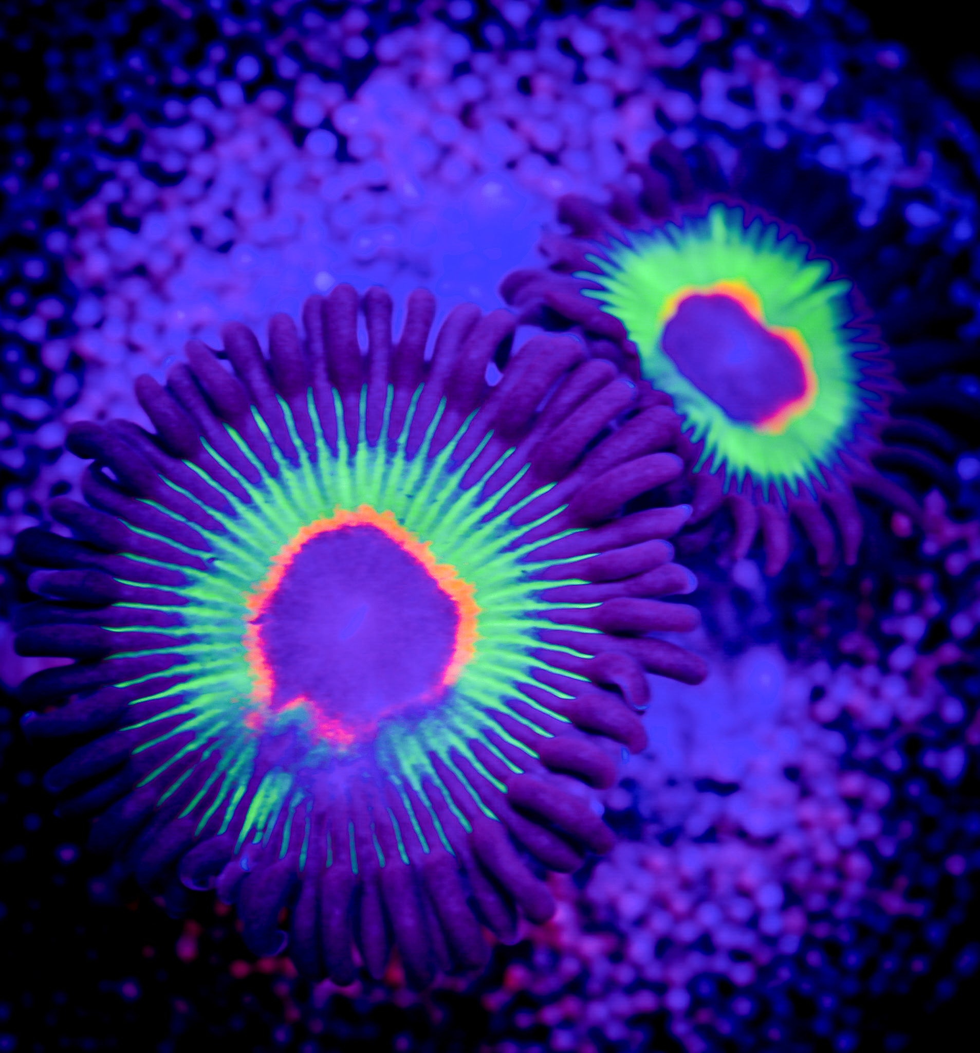 ISLAND TIME ZOA
