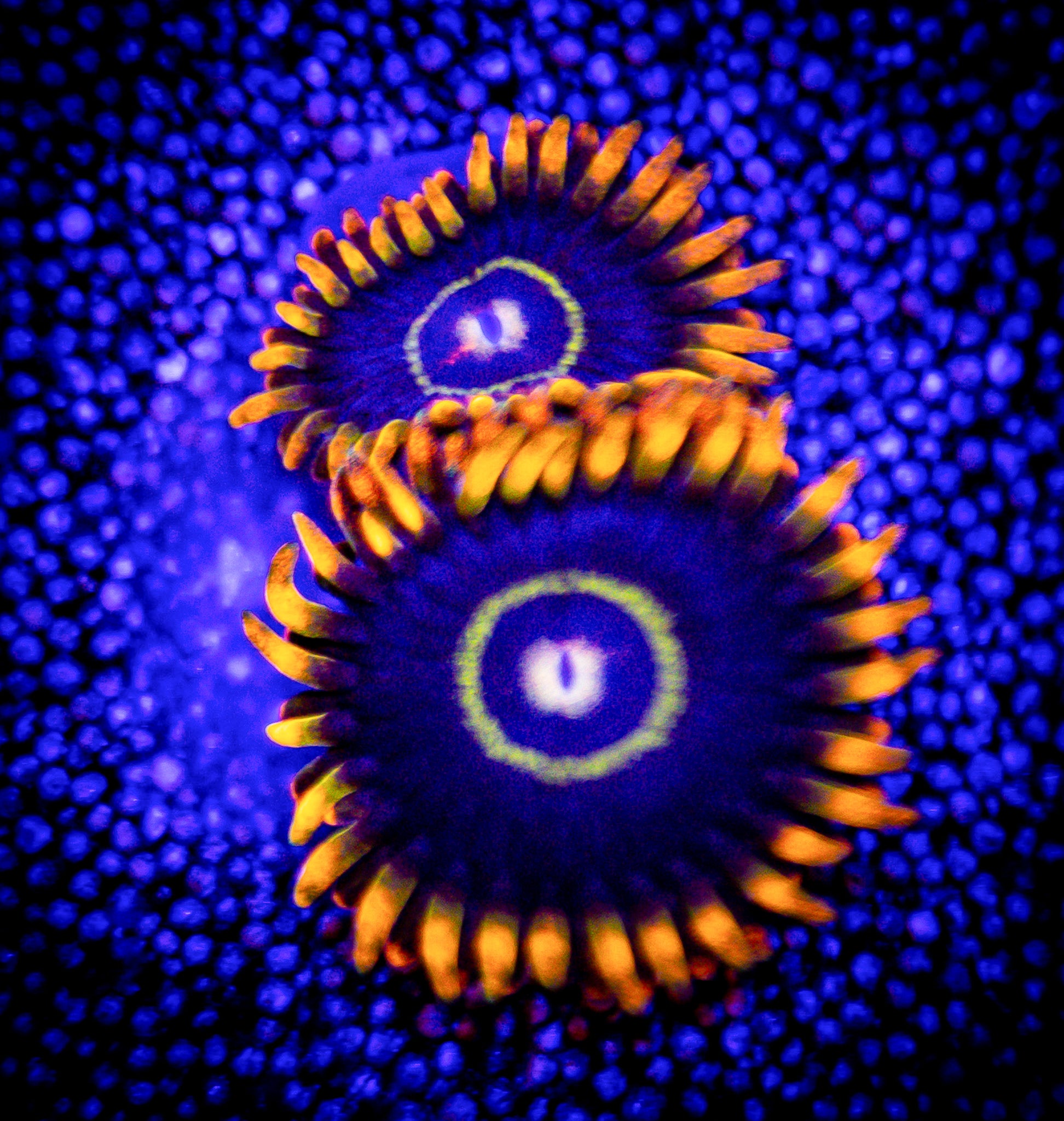 RAINBOW HORNET ZOA