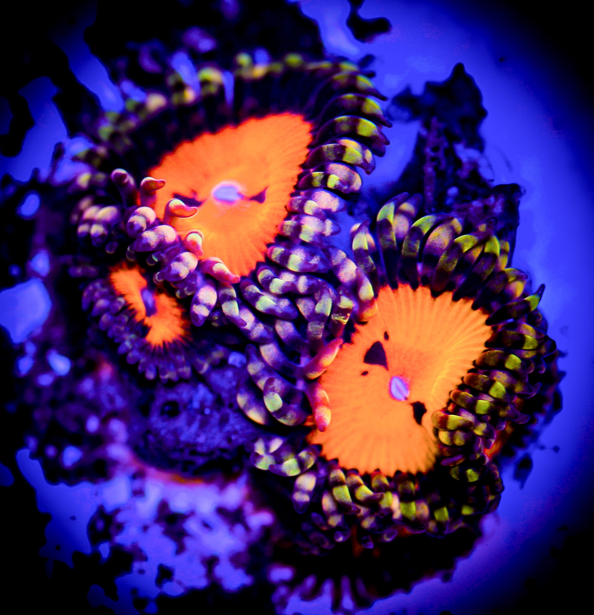 WWC BLOOD SUCKER ZOA