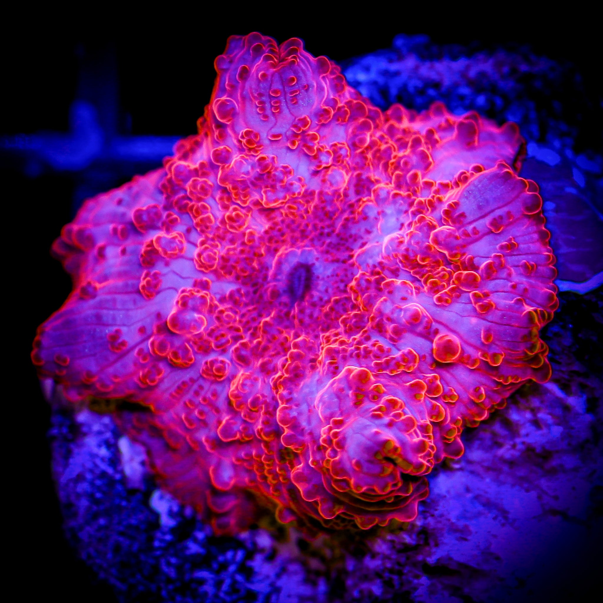 STRIPPER LIPS MUSHROOM