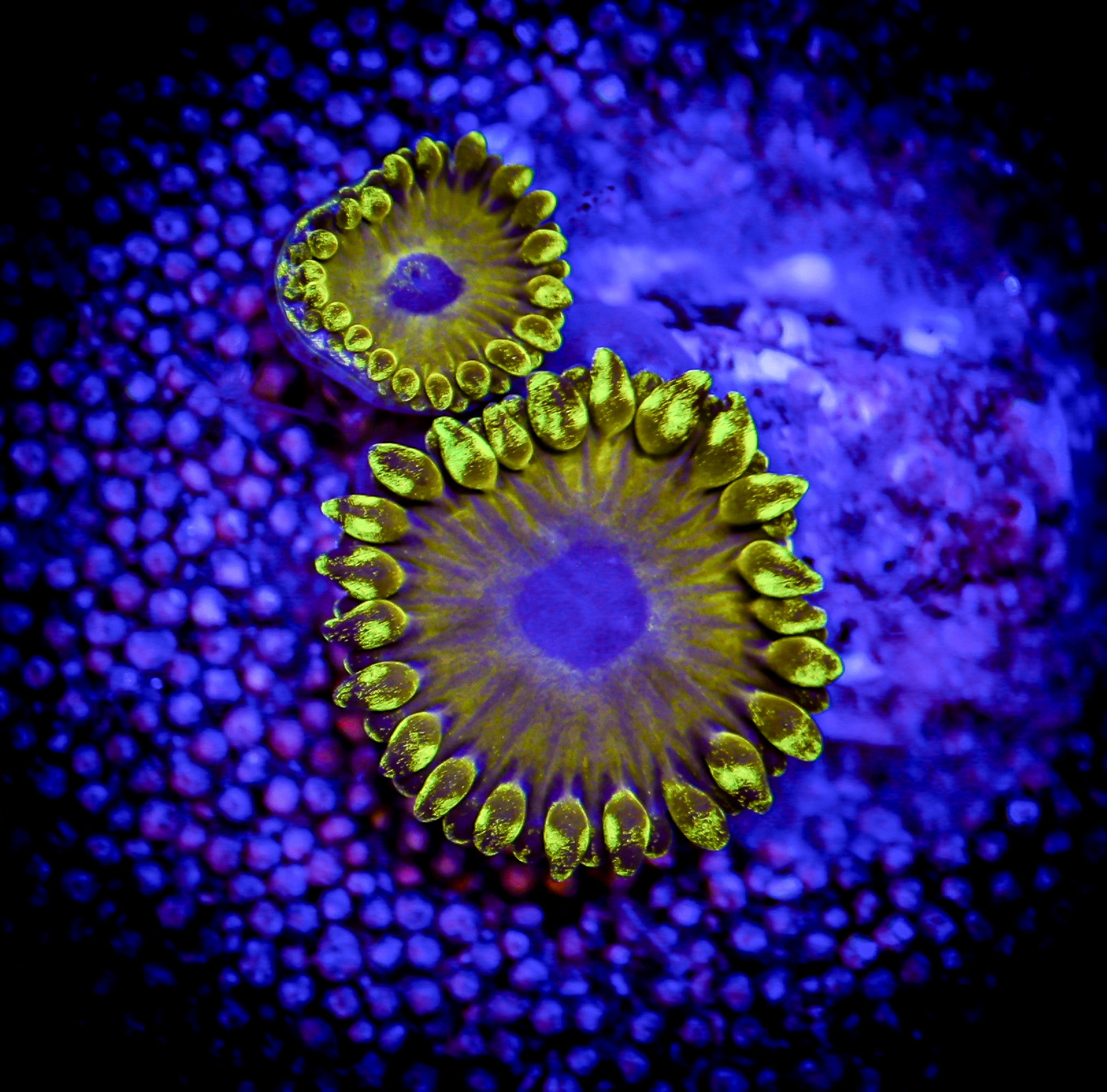 PIKACHU ZOA