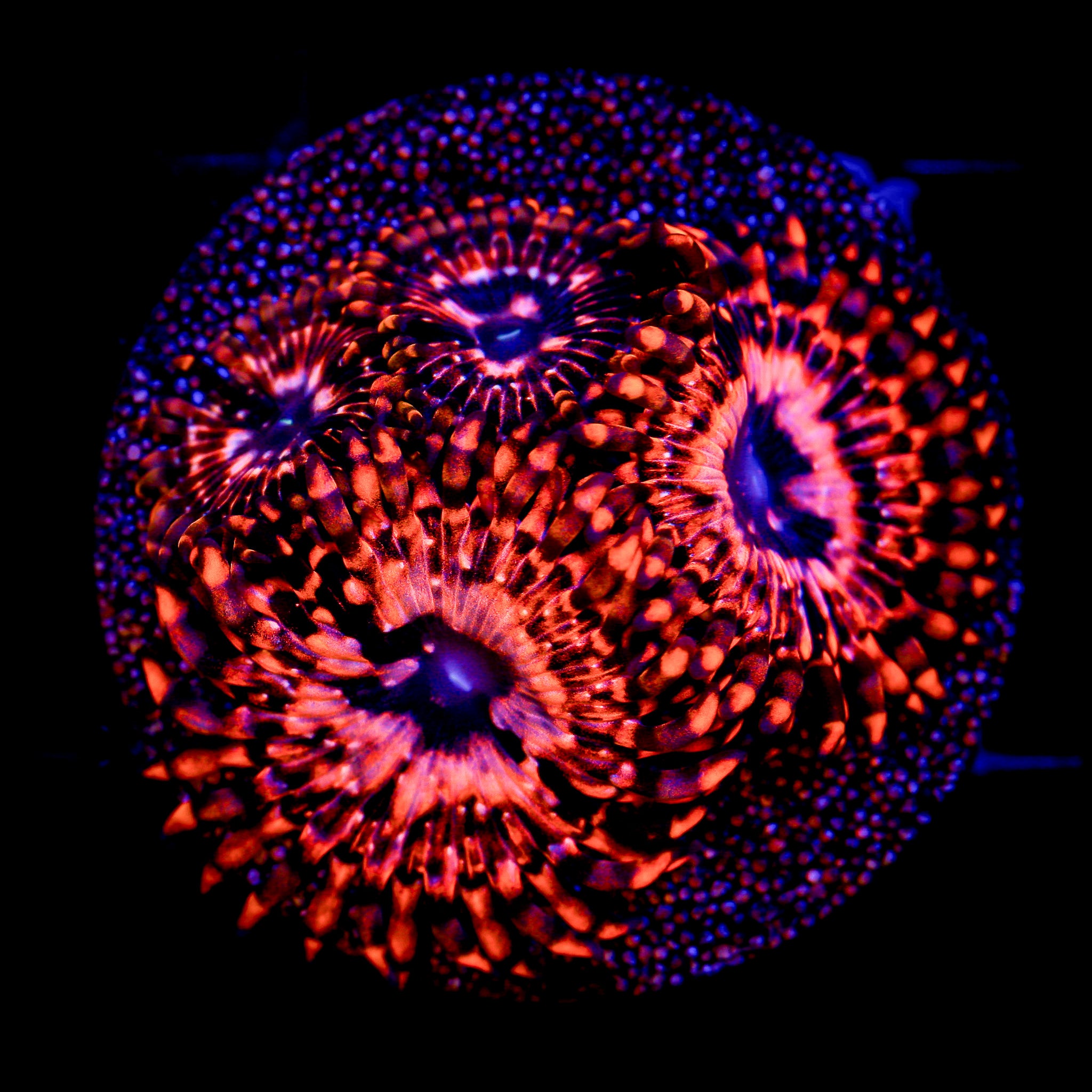UTTER CHAOS ZOA