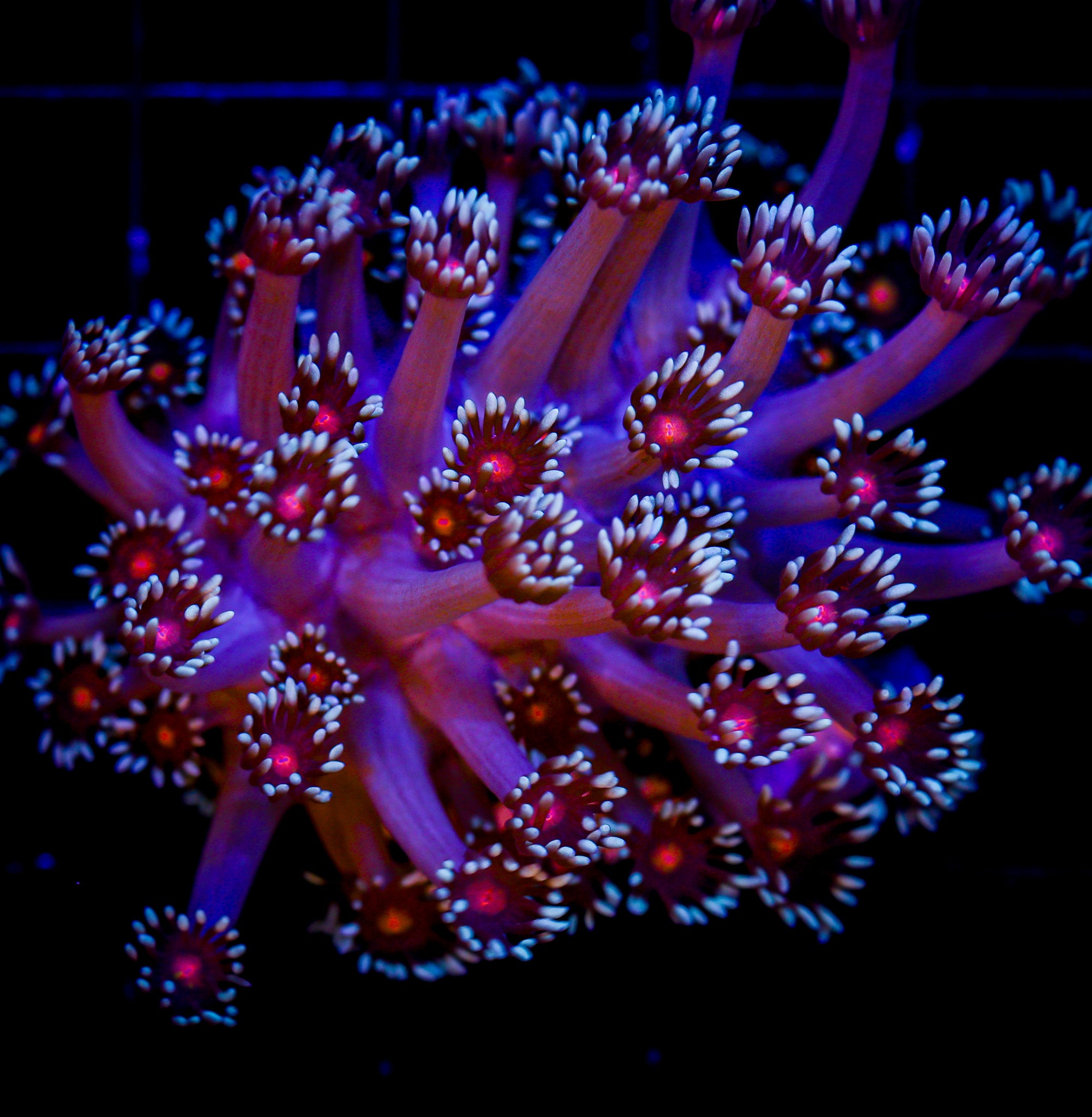 PINK CENTER GONIOPORA