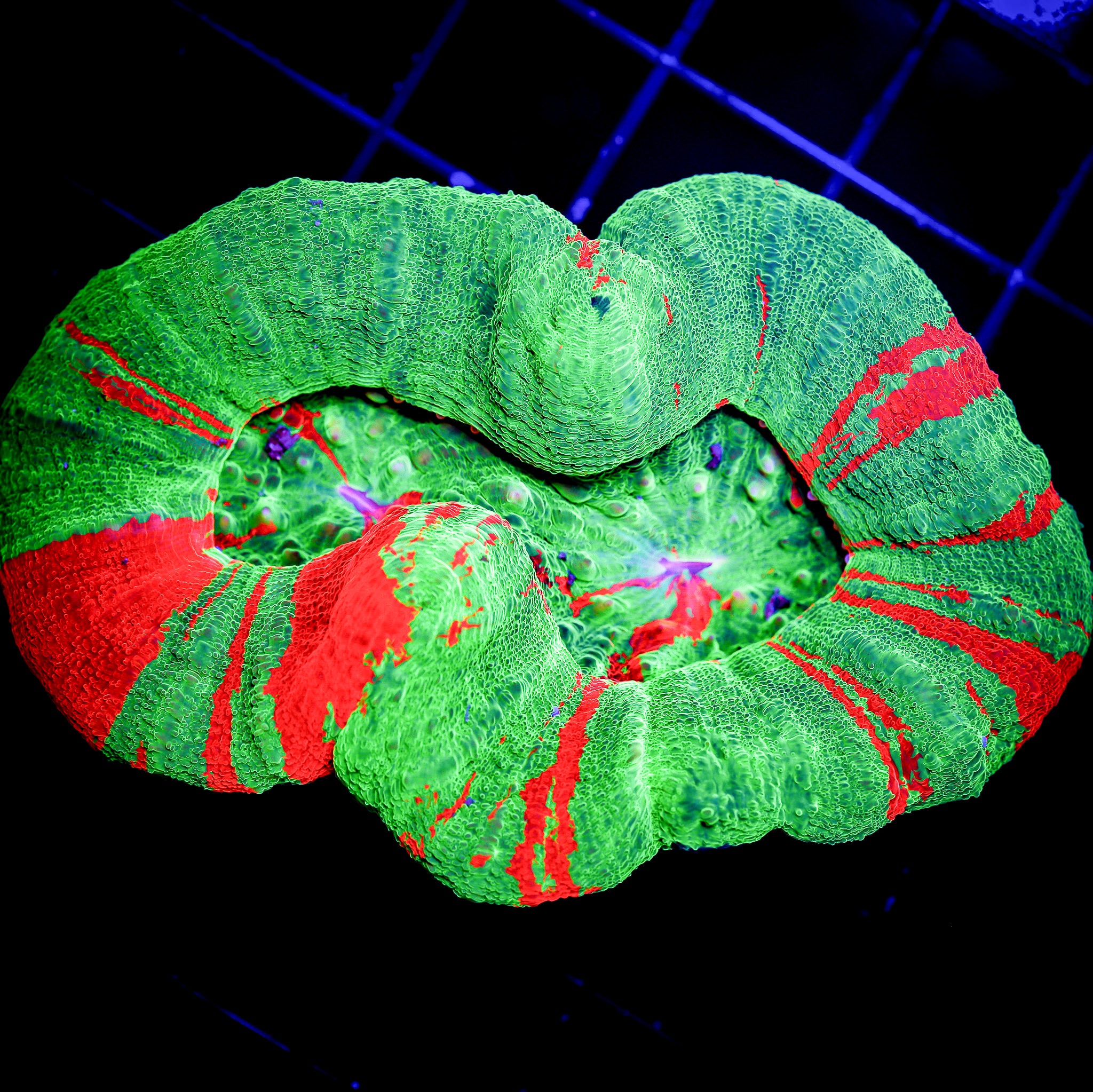 DOUBLE HEAD BLEEDING APPLE SCOLY