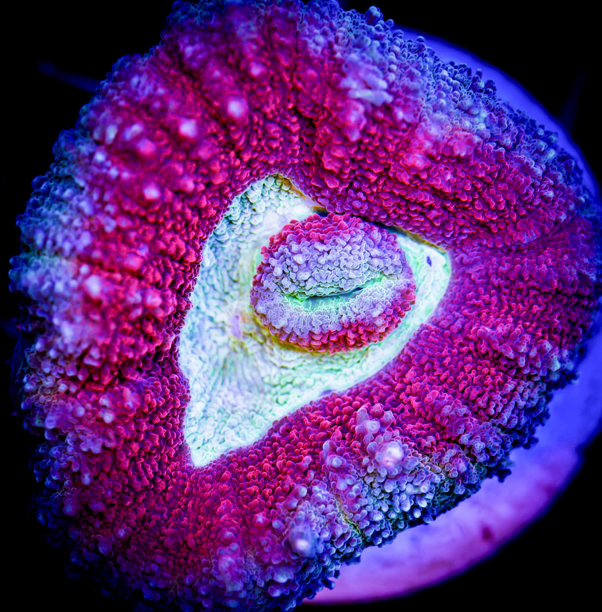 PINK AND GREEN LOBOPHYLLIA