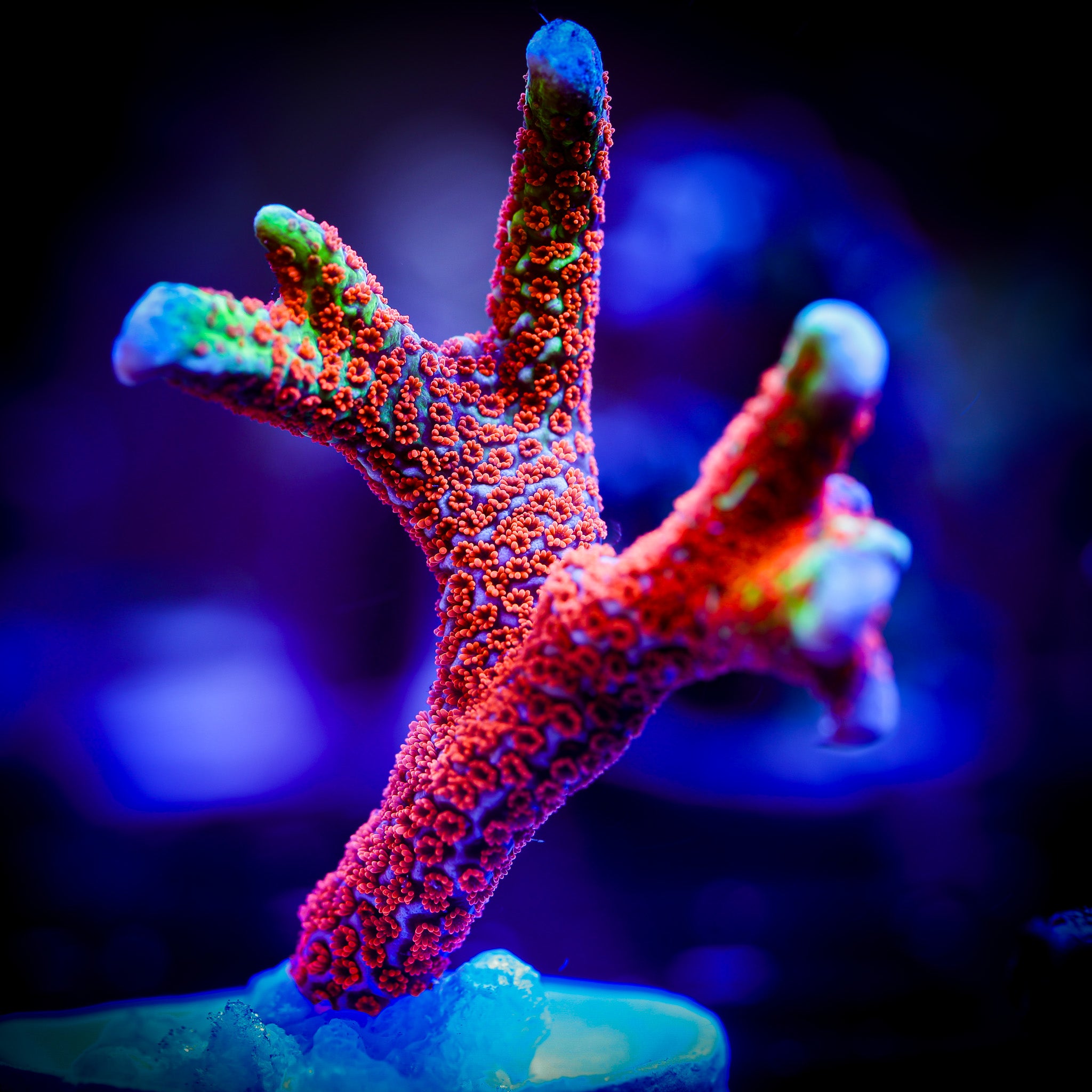FOREST FIRE MONTIPORA DIGITATA