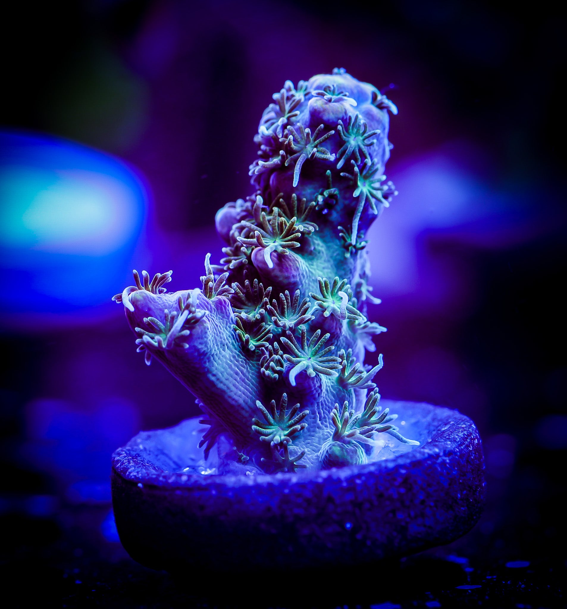VOODOO MAGIC ACROPORA