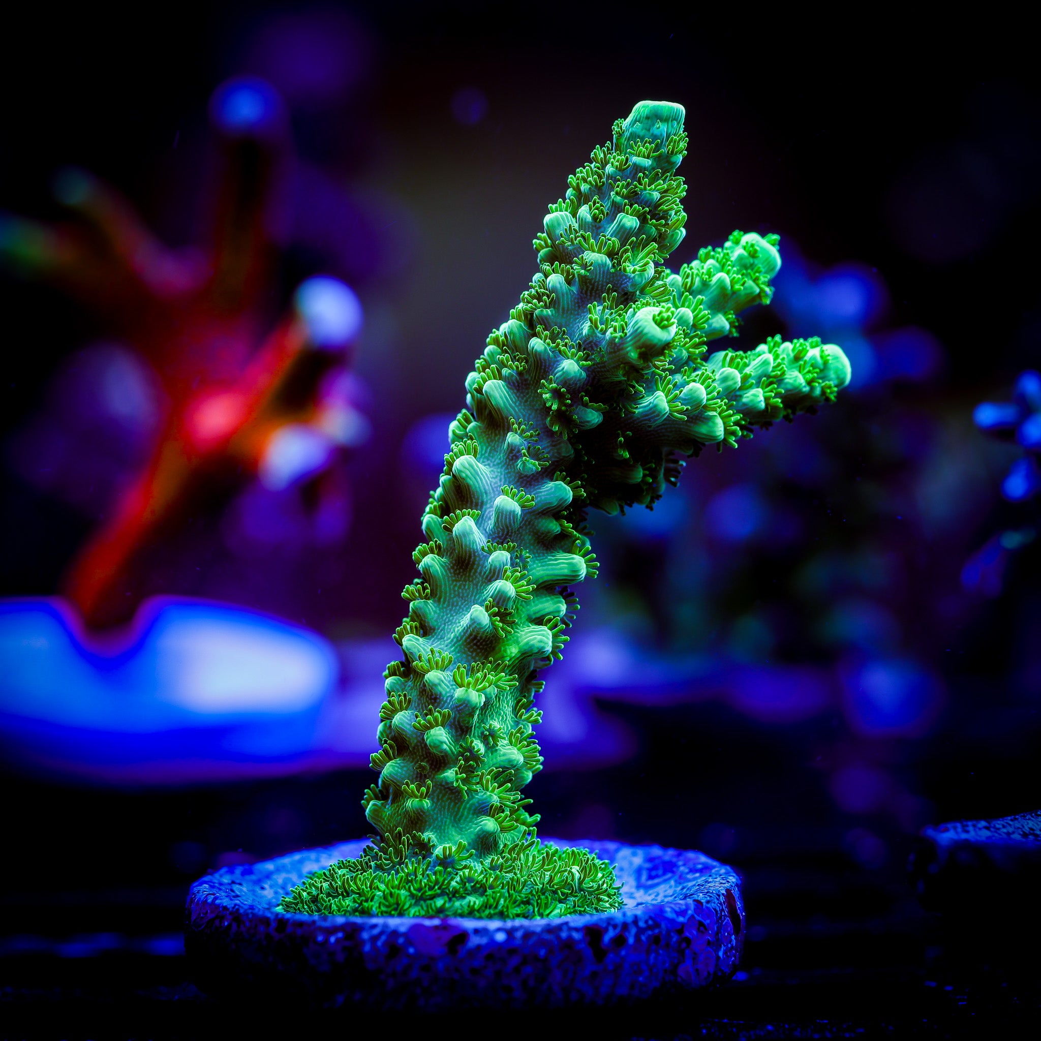 GREEN SLIMER ACROPORA