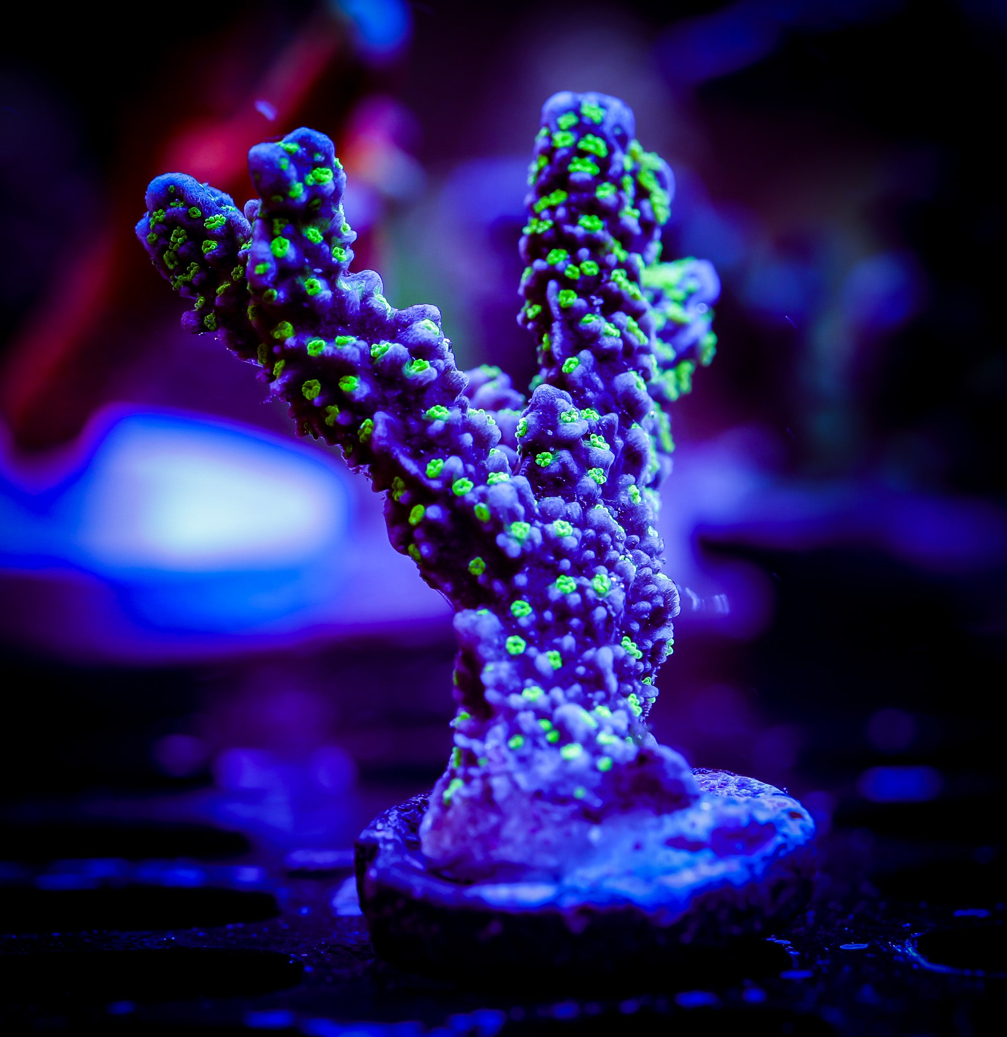 TUBBS STELLATA MONTIPORA