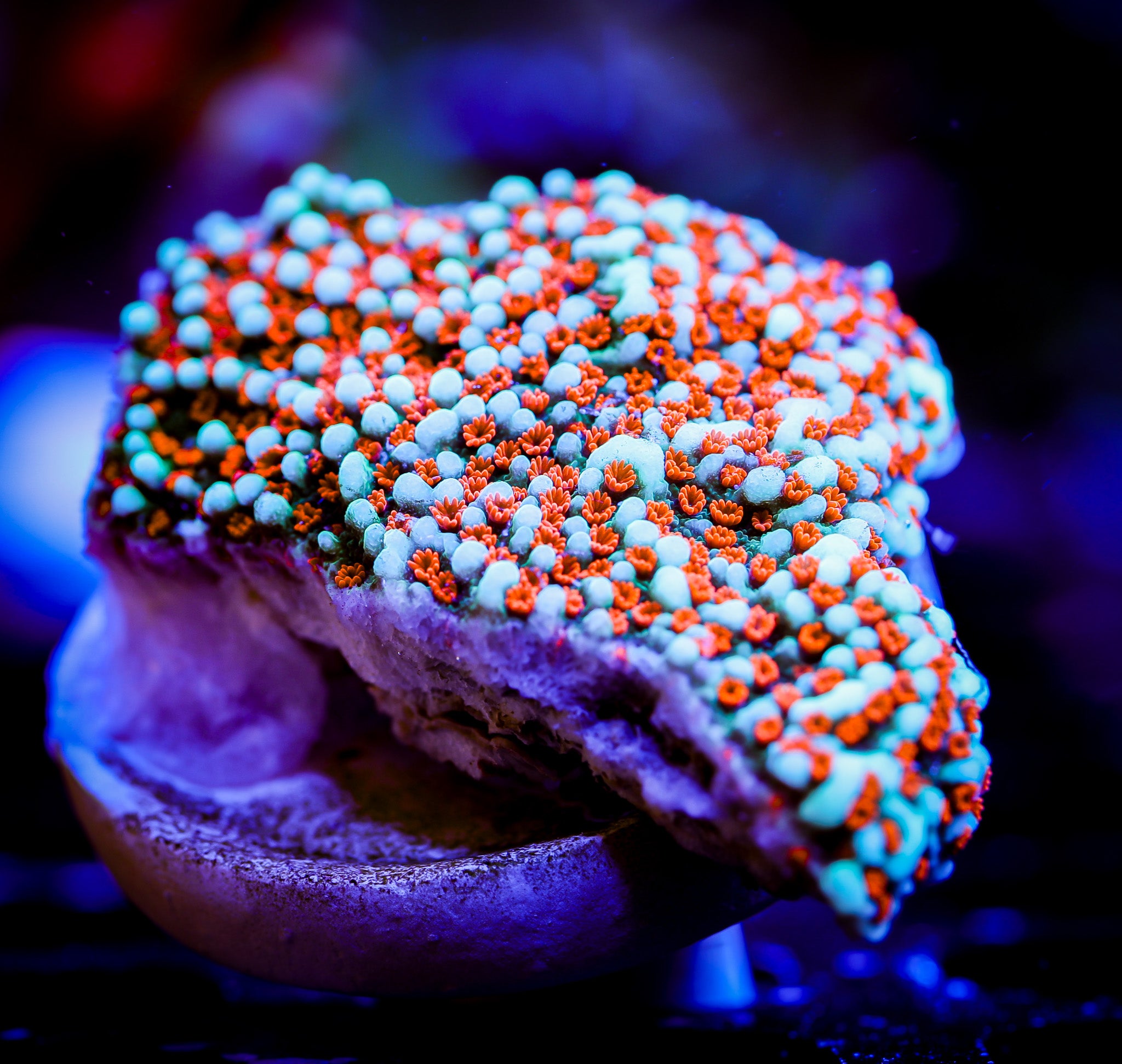 CHILI PEPPER MONTIPORA