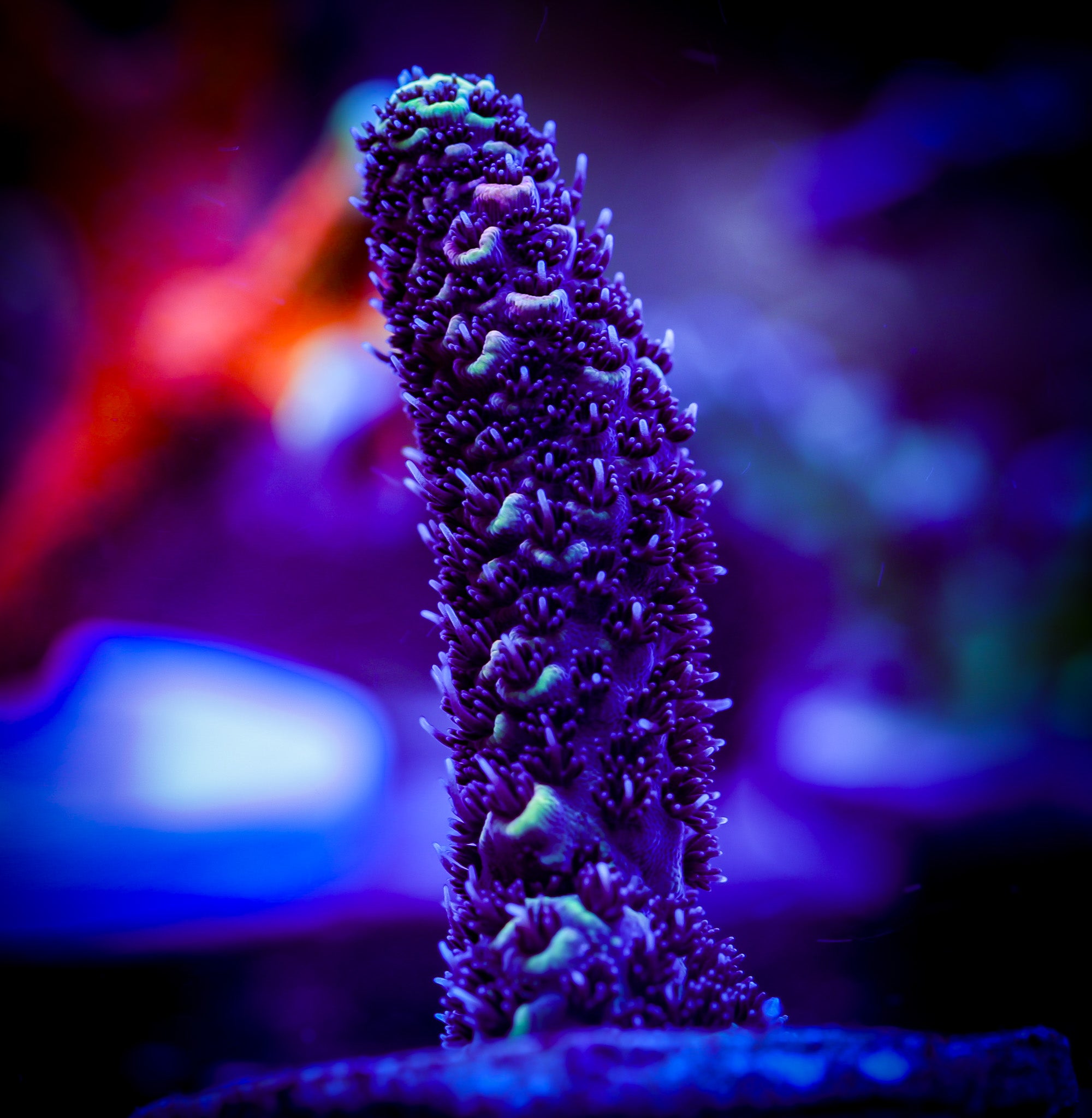 RG PRINCESS BUBBLE GUM MILLEPORA