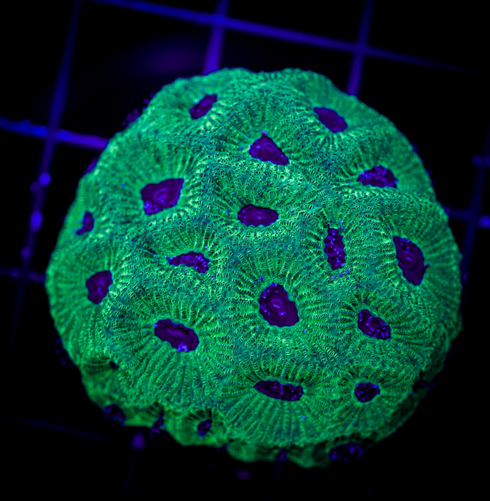 BLUEBERRY FAVIA