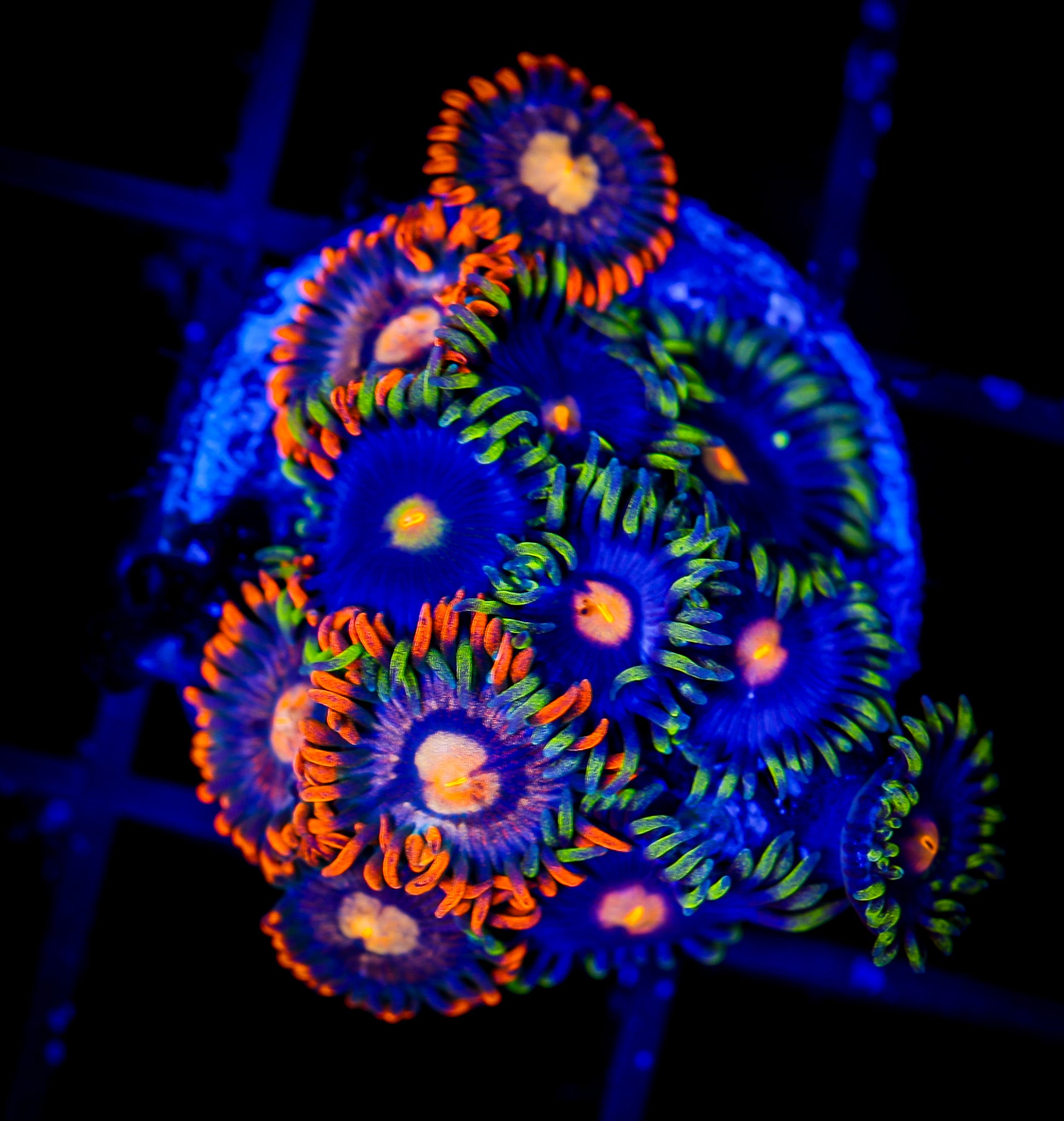 BLOW POP / ORANGE SKIRT ZOA COMBO