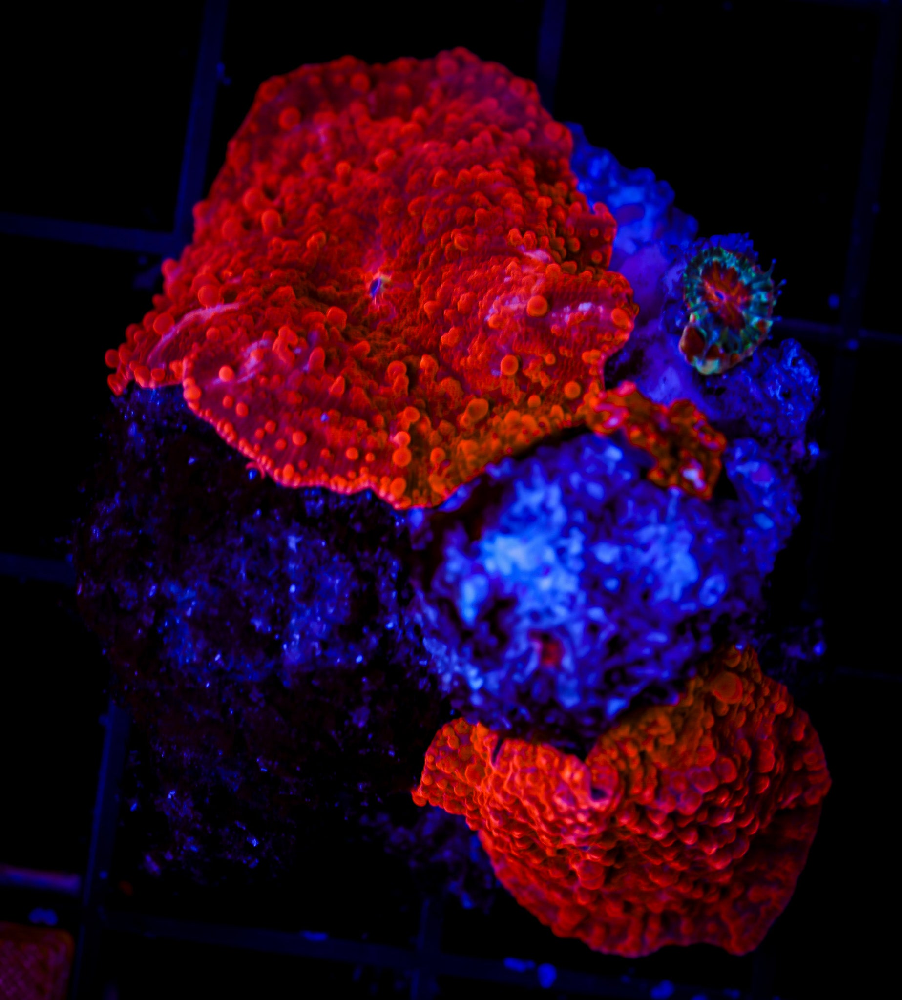RED PIMPLE DISCOSOMA MUSHROOM