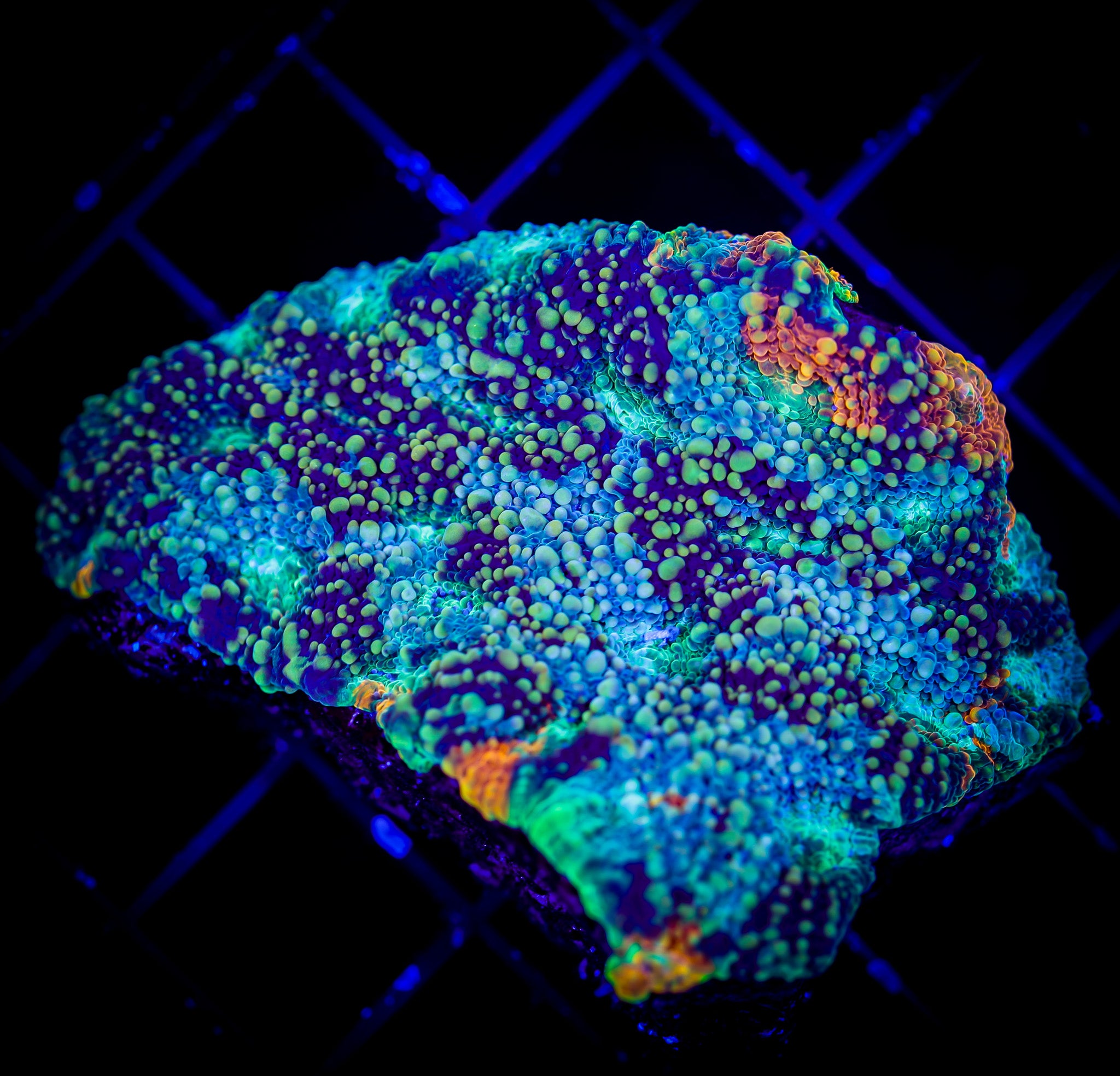 ULTRA ACAN ECHINATA LG