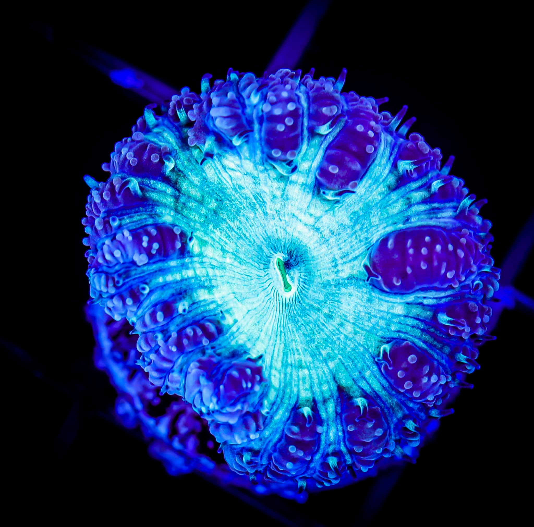 BLUE MOON BLASTOMUSSA