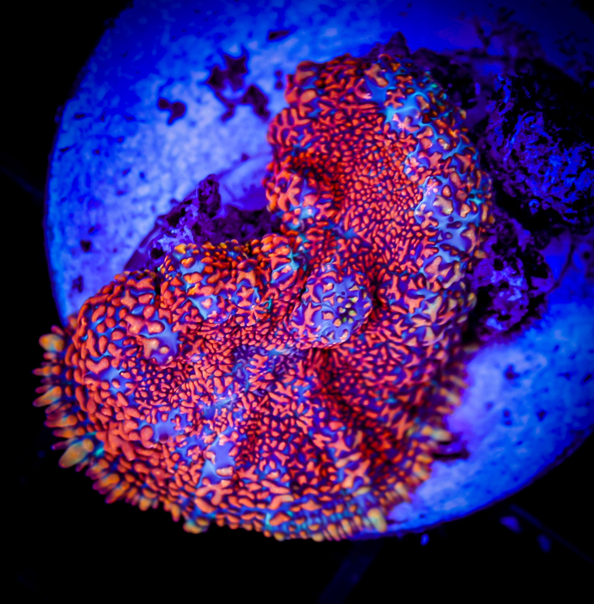 SOLAR FLARE RHODACTIS MUSHROOM