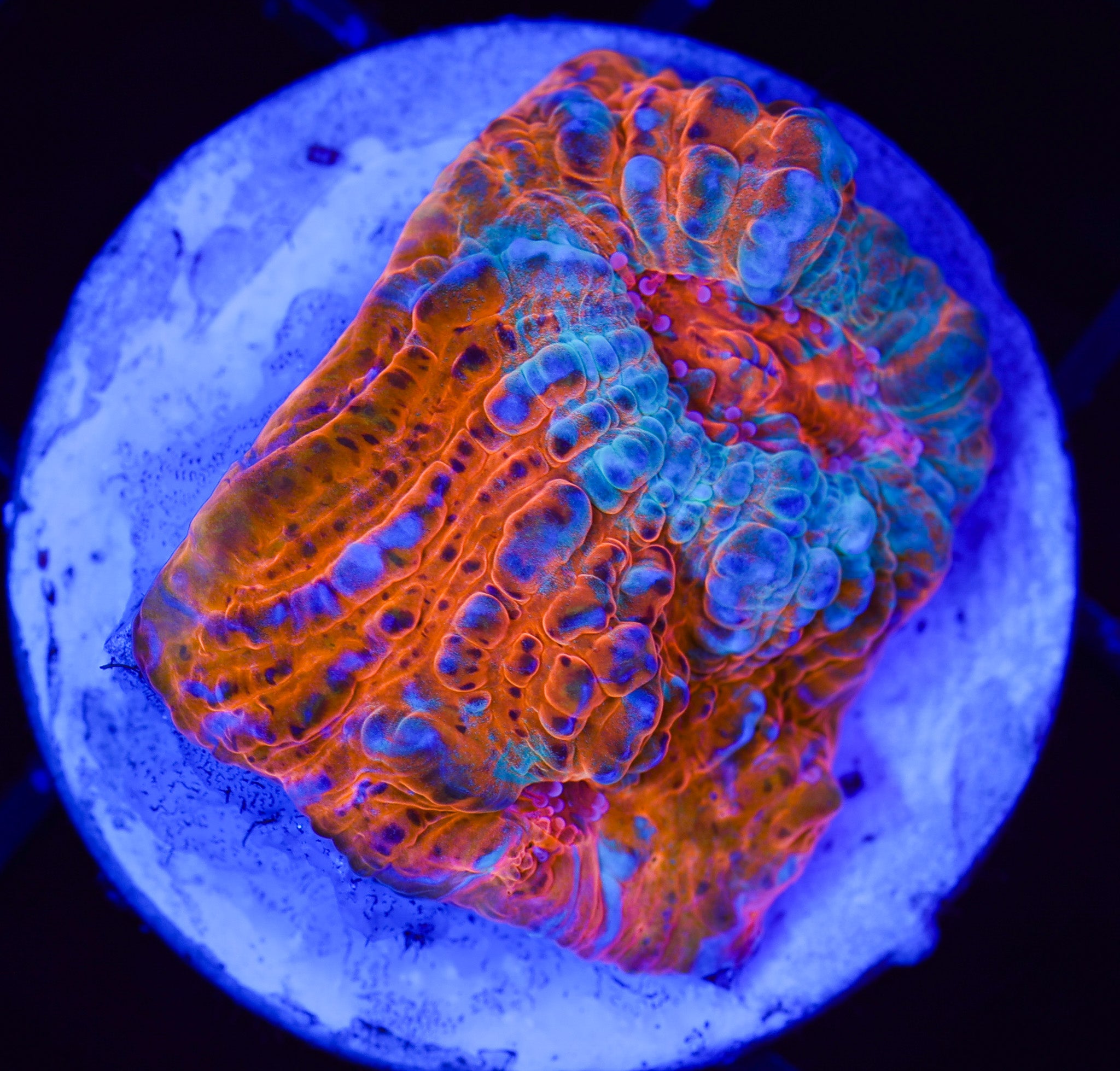 FIRE AND ICE CHALICE