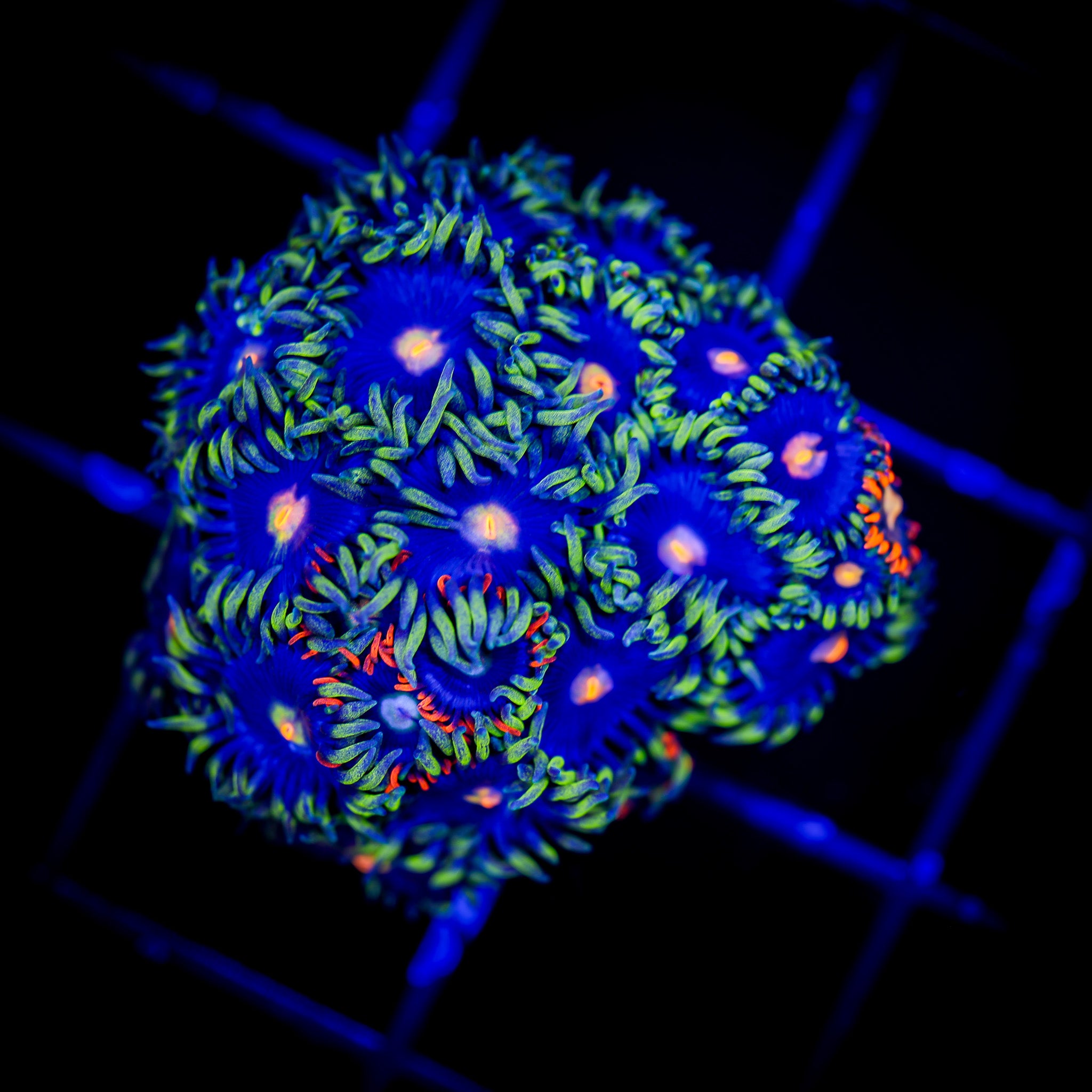 BLOW POP / ORANGE SKIRT ZOA COMBO