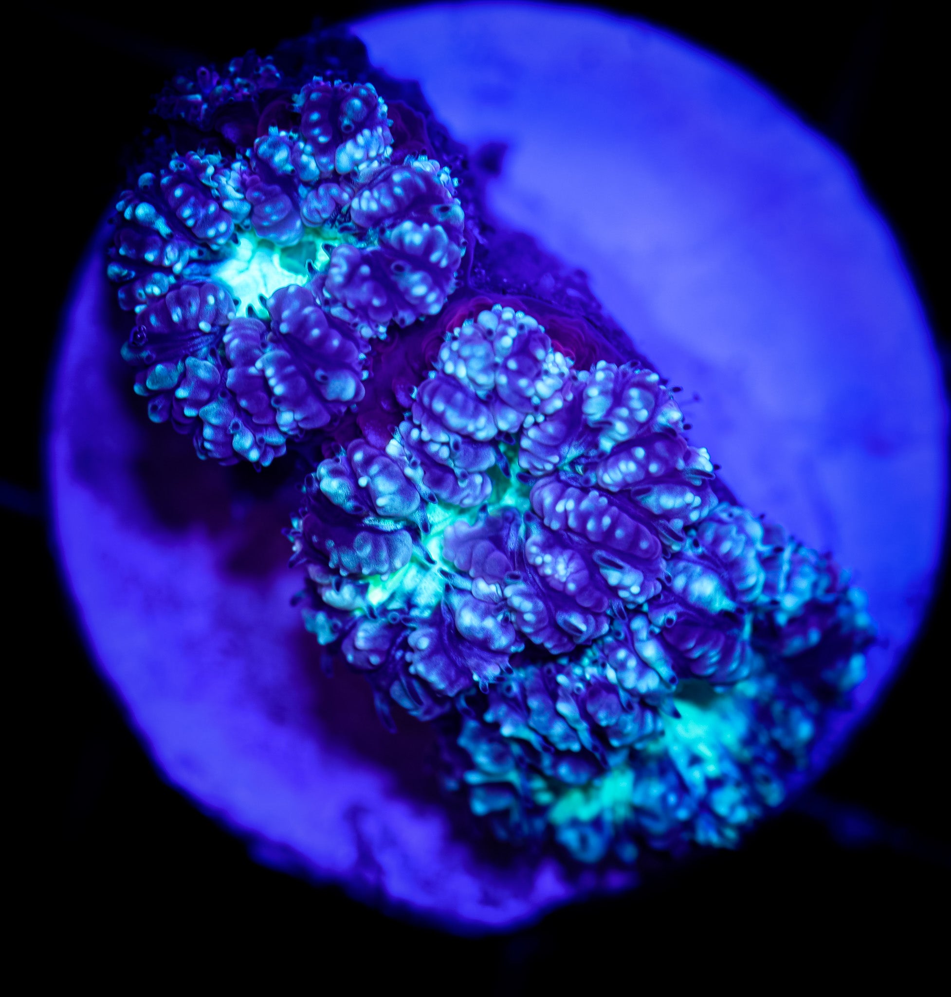 FROSTY GREEN BLASTOMUSSA