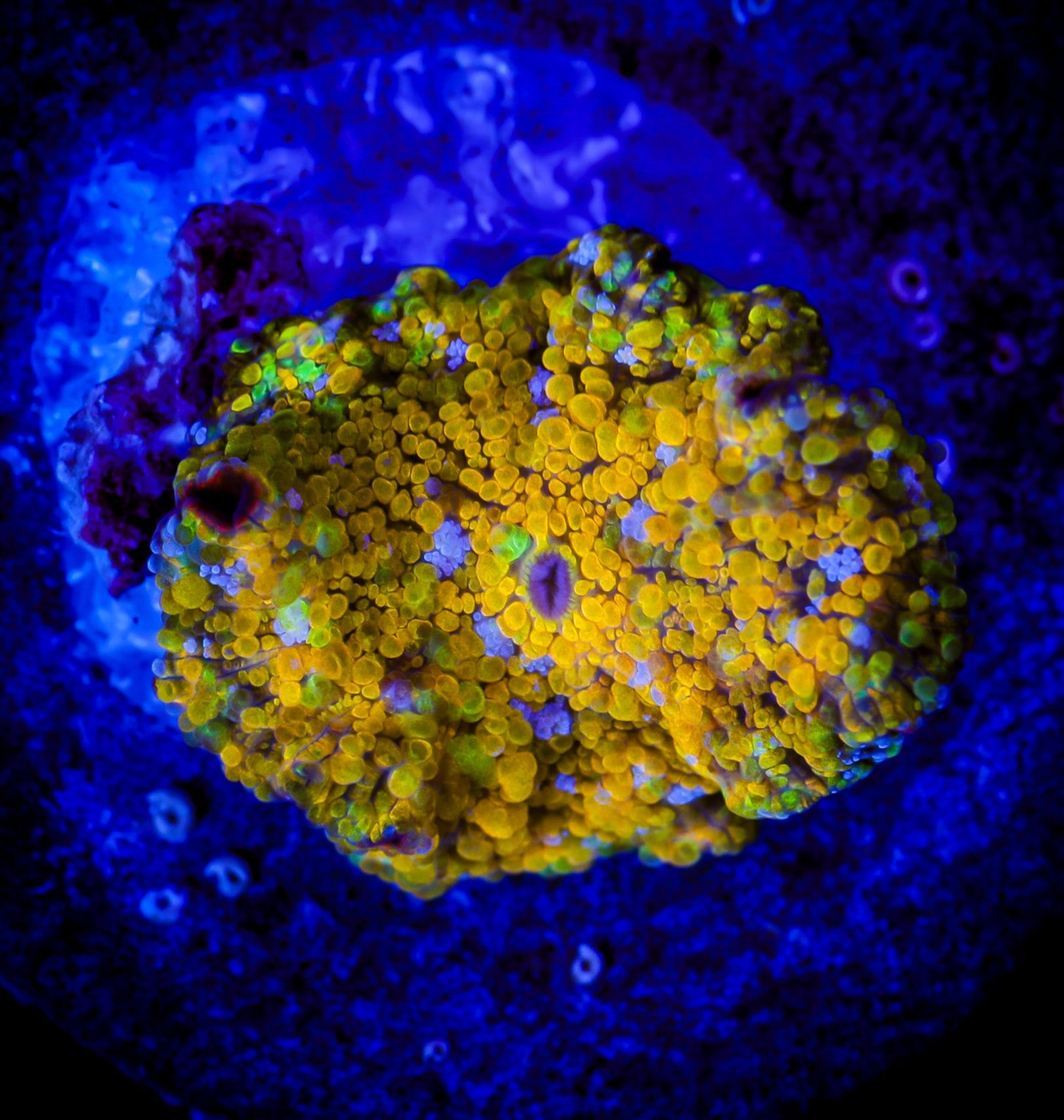 NEON GOLD RUSH MUSHROOM