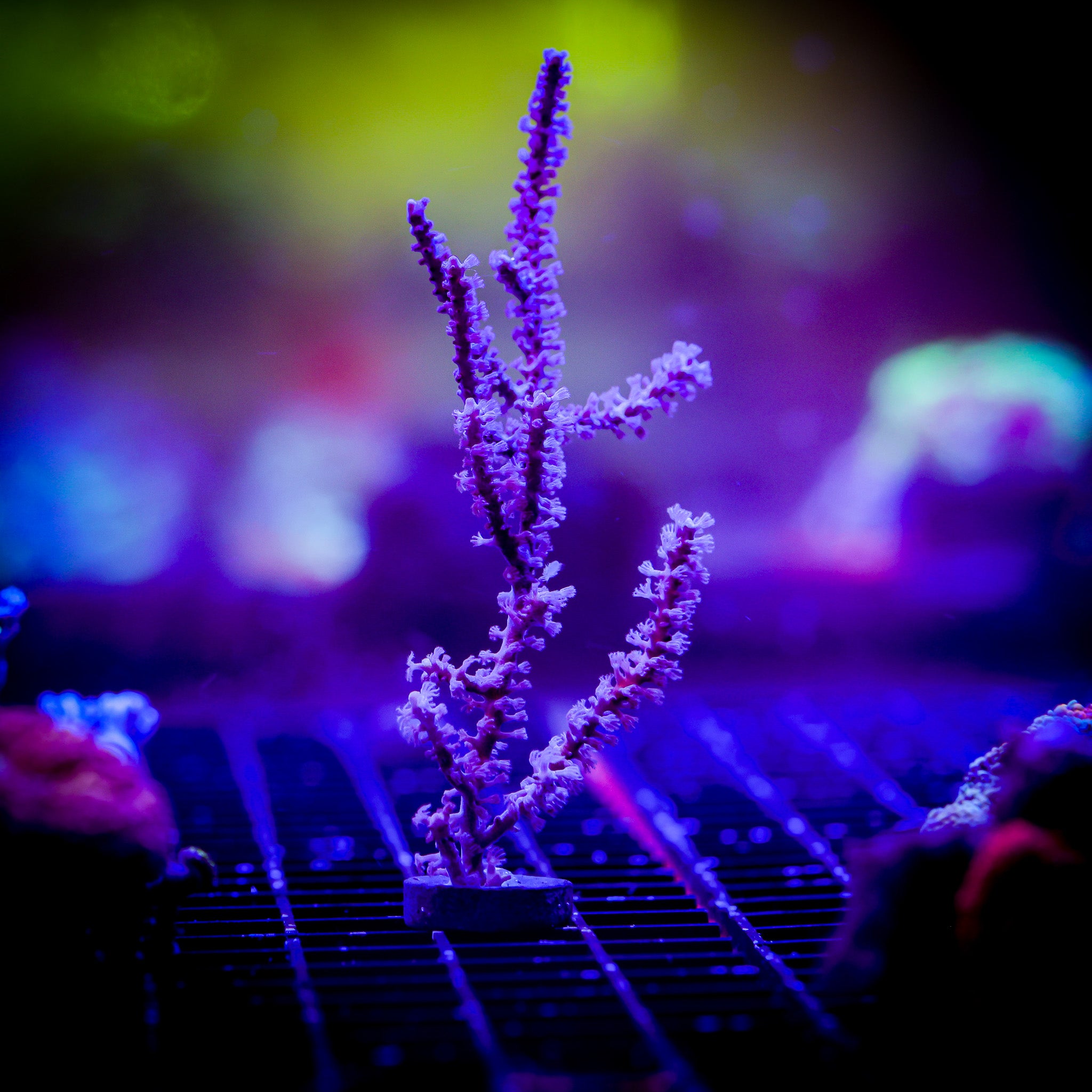 PURPLE LACE GORGONIAN