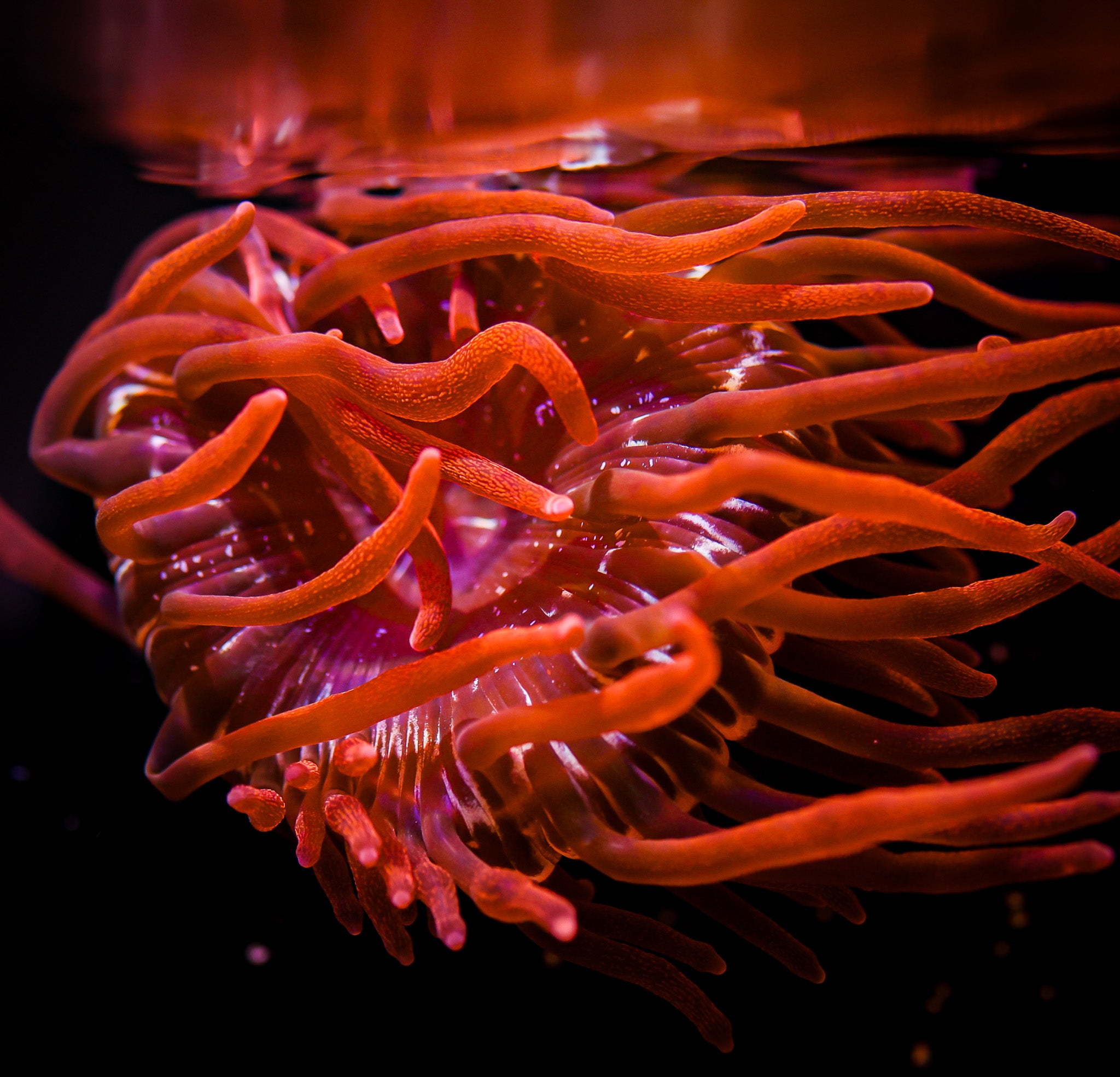 BLACK WIDOW ANENOME