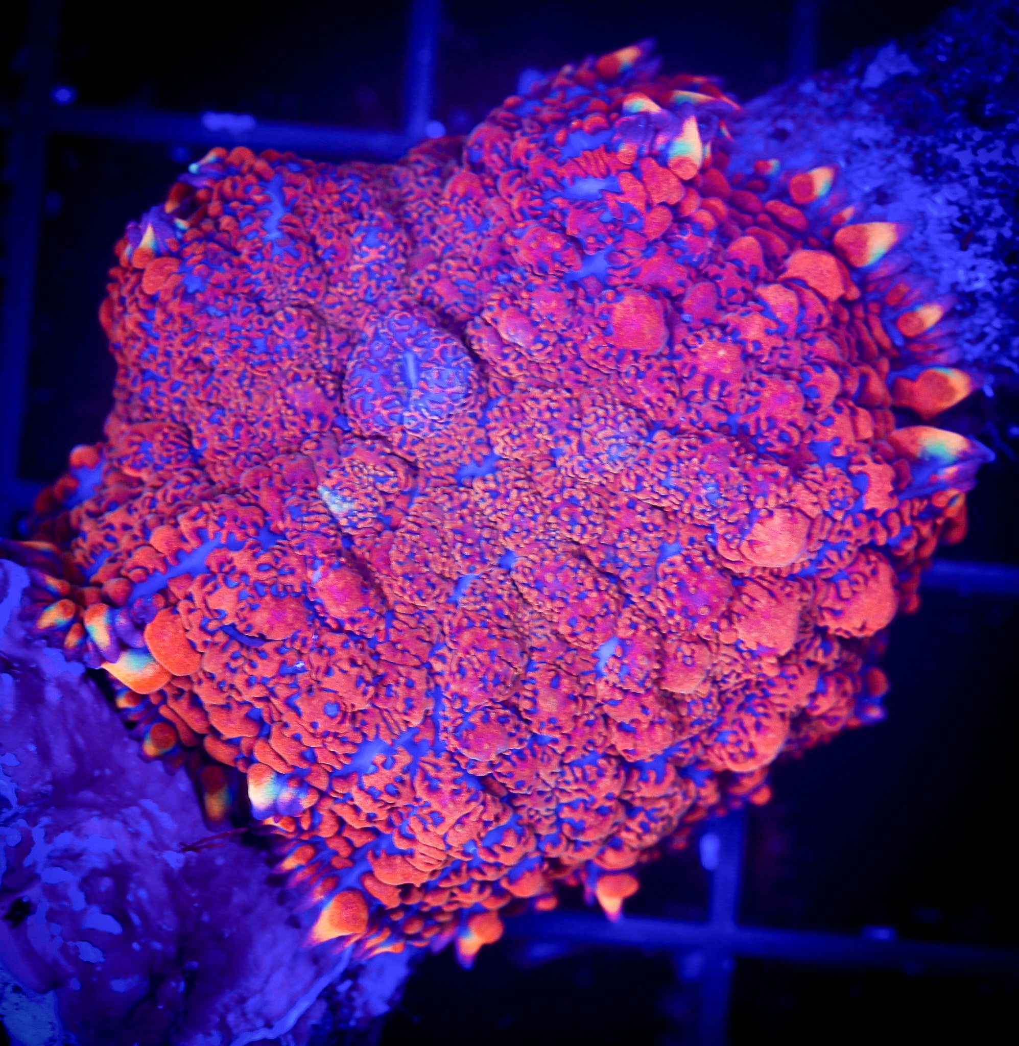 SUPERMAN RHODACTIS