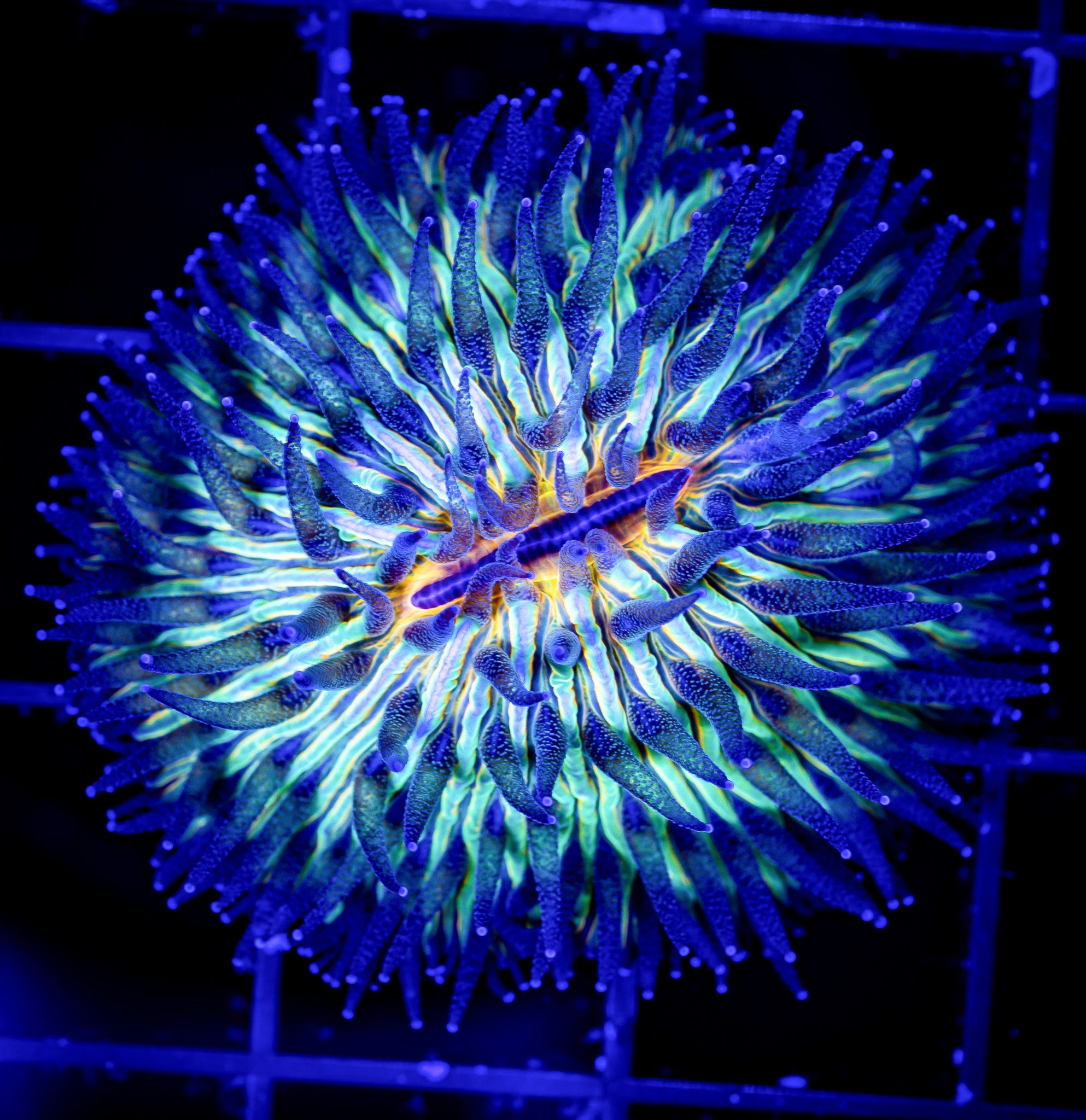 ULTRA ORANGE EYE DOME FUNGIA