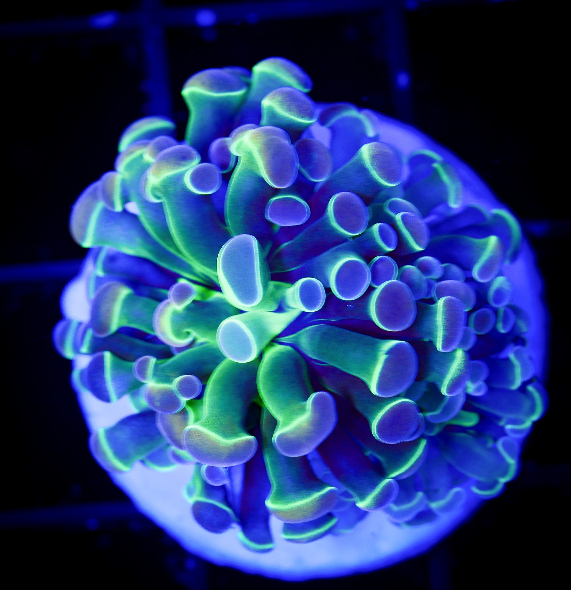 CK OG HOLOGRAM BRANCHING HAMMER