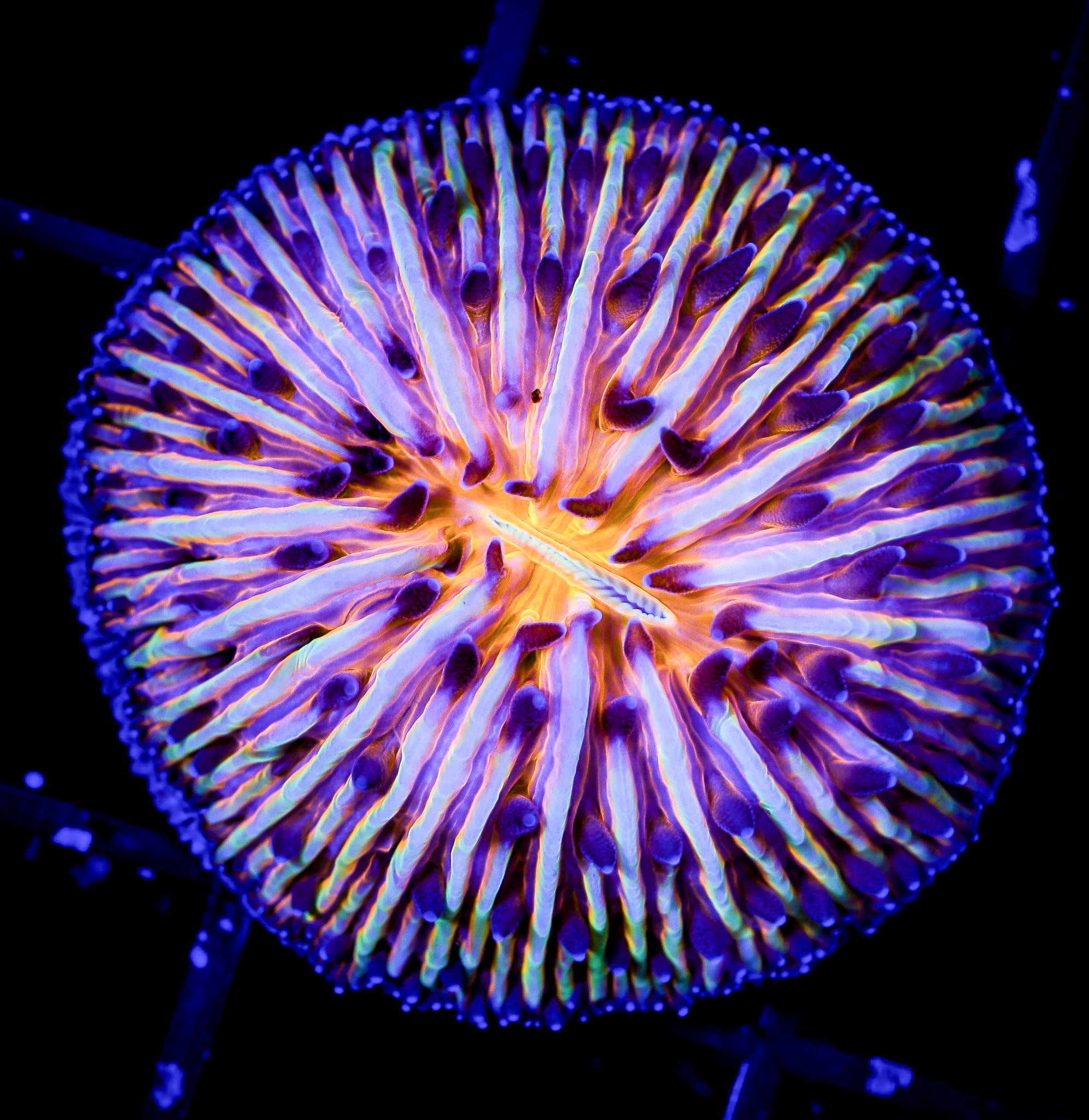 AUSSIE ORANGE DOME FUNGIA
