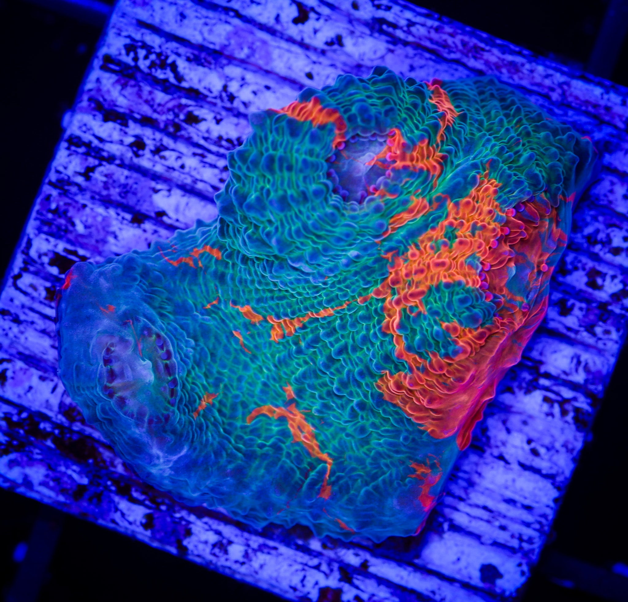 MIAMI HURRICANE CHALICE